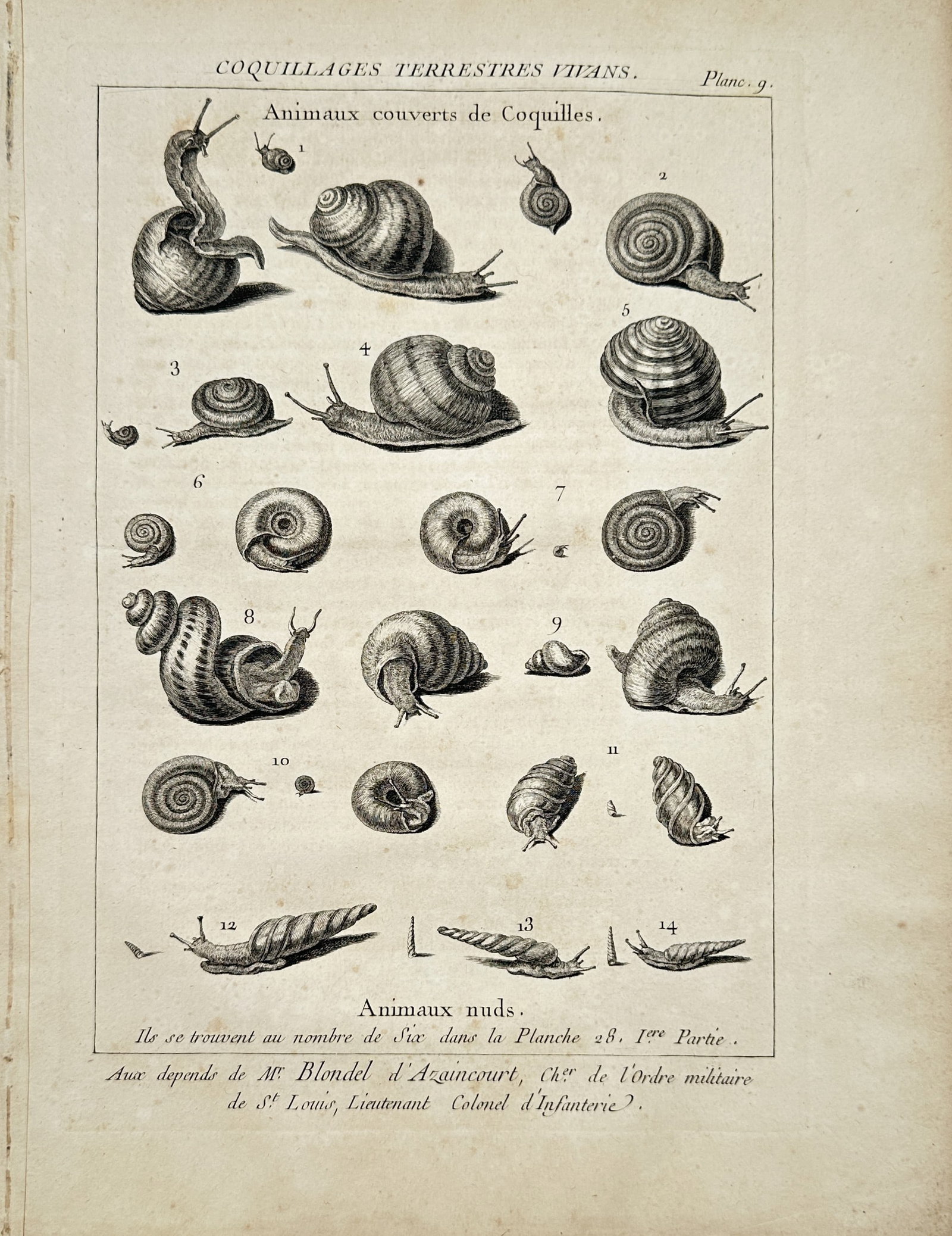 Antoine-Joseph Dezallier d'Argenville – Zoological Study of Living Terrestrial Shells and Snails: "Living Terrestrial Shells" presents comparative natural history studies of diverse land snails and shelled mollusks shown with extended bodies and antennae. The eighteenth-century scientific composit