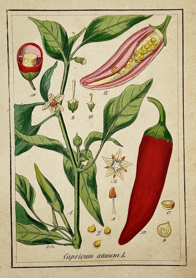 Max Schulze – Chili Pepper – Lithograph (19th Century): "Capsicum Annuum" presents a detailed nineteenth-century botanical study capturing a vibrant red chili pepper hanging from a leafy green stem alongside open blossoms and developing buds. The broad com