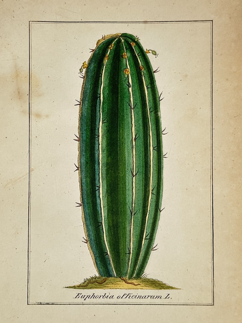 Max Schulze – Saguaro Cactus – Lithograph (19th Century) Hand colored: "Euphorbia Officinarum" presents a nineteenth-century botanical study capturing a ribbed, columnar succulent plant growing from a small patch of ground. The broad composition focuses on the upright gr