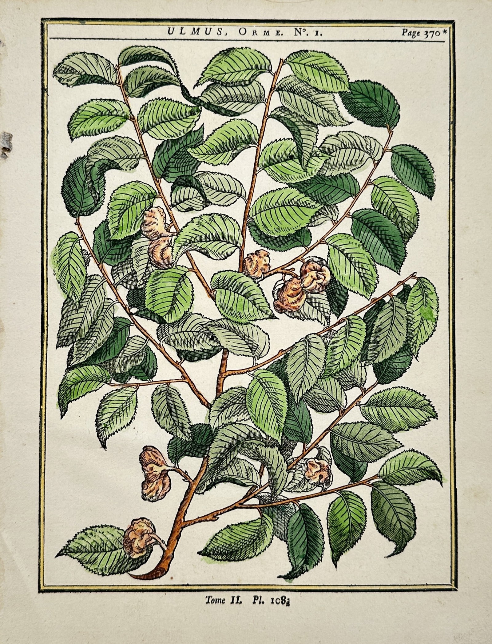Henri-Louis Duhamel du Monceau – Botanical Study of the Elm Tree – Hand-colored engraving (1 of 2)