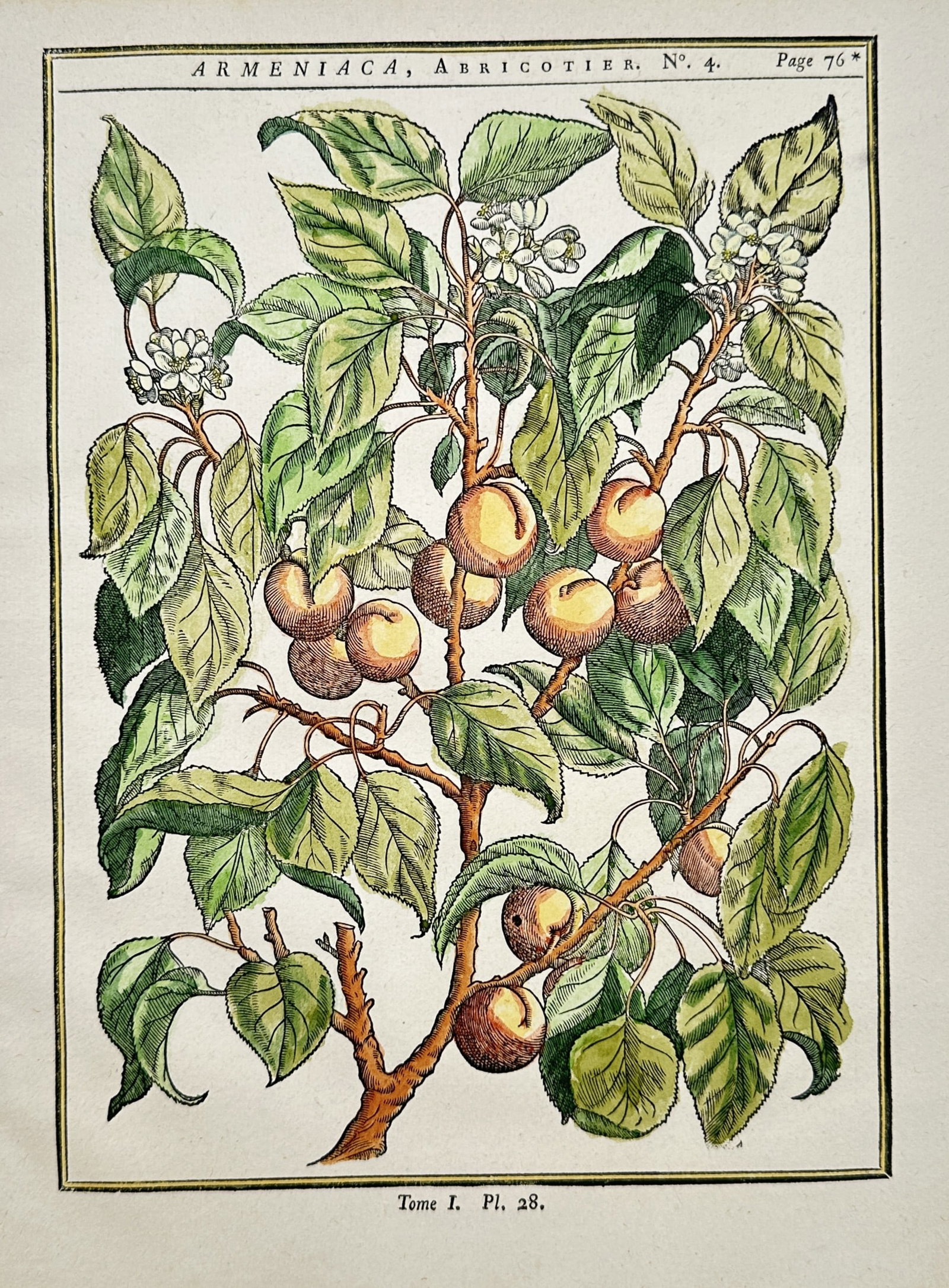 Henri-Louis Duhamel du Monceau – Botanical Study of the Apricot Tree – Hand-colored engraving (1 of 2)