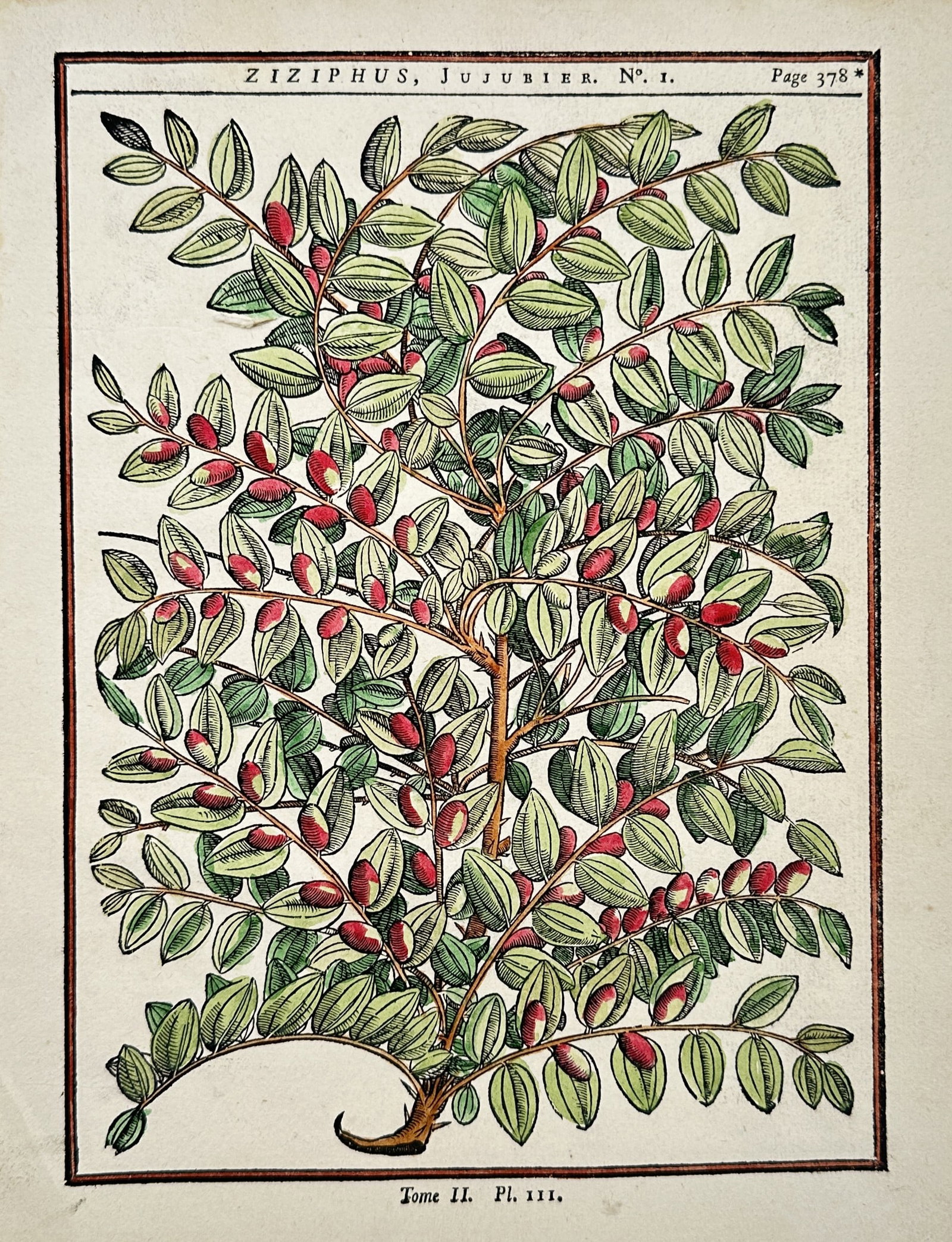 Henri-Louis Duhamel du Monceau – Botanical Study of the Jujube Tree – Hand-colored engraving: "Ziziphus, Jujubier" illustrates a natural history study of a jujube branch densely covered with oval leaves, thorny stems, and clusters of ripening fruit. The eighteenth-century botanical composition