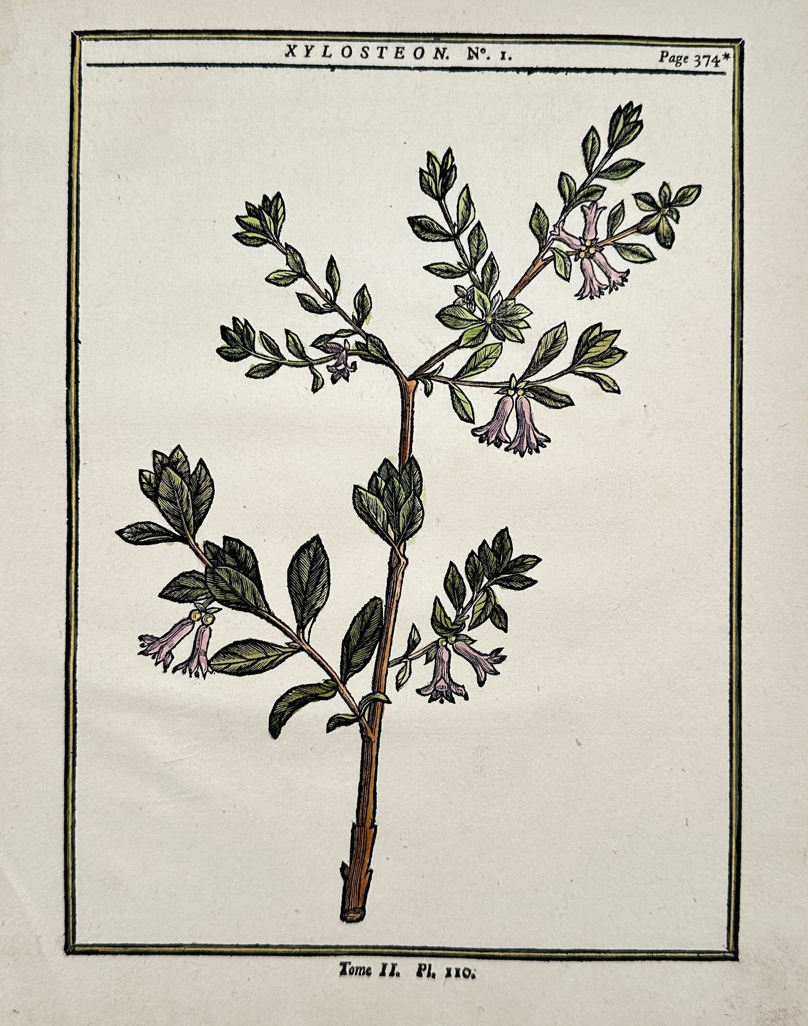 Henri-Louis Duhamel du Monceau – Botanical Study of the Fly Honeysuckle (1 of 2)