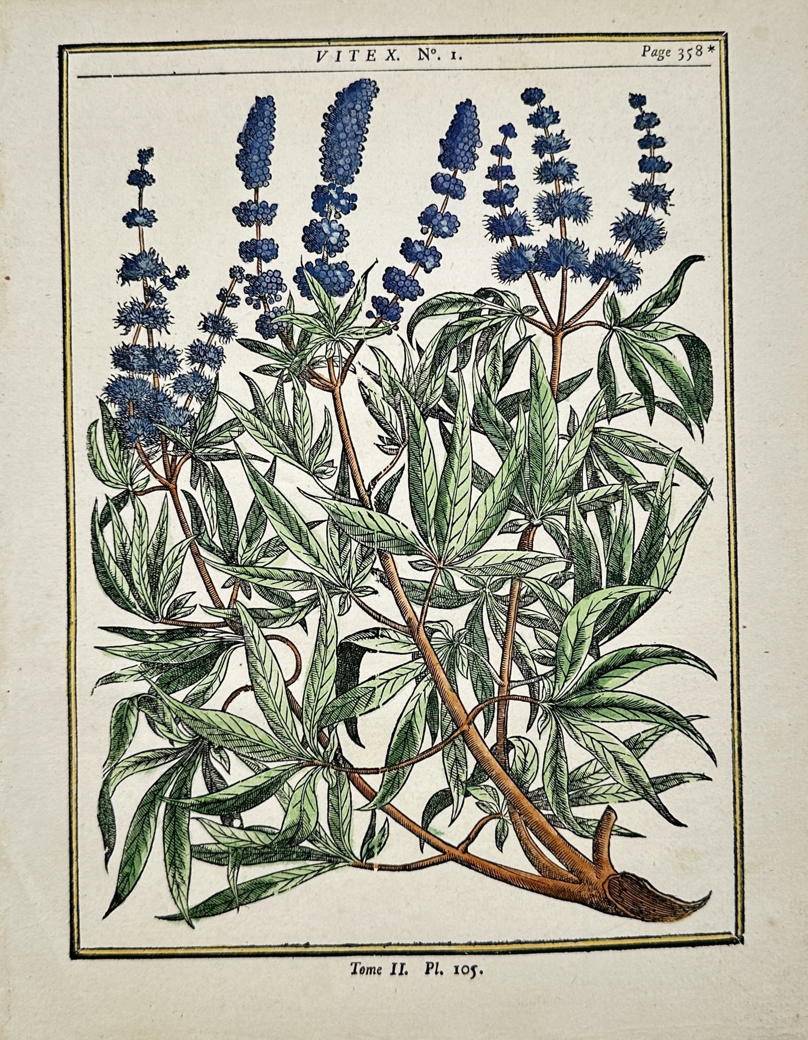 Henri-Louis Duhamel du Monceau – Botanical Study of the Chaste Tree – Hand-colored engraving: "Vitex" presents an eighteenth-century botanical study of a flowering chaste tree branch displaying palmate foliage and dense upright clusters of blue blossoms. The natural history composition highlig