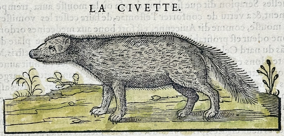 Pietro Andrea Mattioli – Zoological Study of the Civet – Hand-colored woodcut (16th Century): "La Civette" presents a sixteenth-century zoological woodcut depicting an African civet set within a natural landscape vignette. The Renaissance natural history composition features hand-colored anato