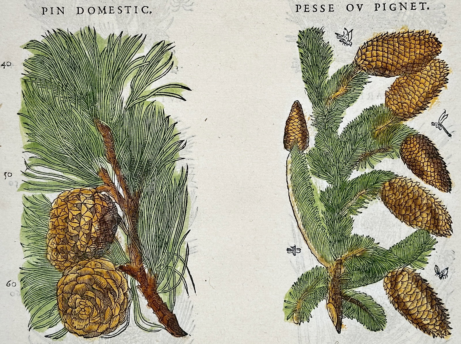 Pietro Andrea Mattioli – Botanical Study of Pine and Spruce – Hand-colored woodcut (16th (1 of 3)