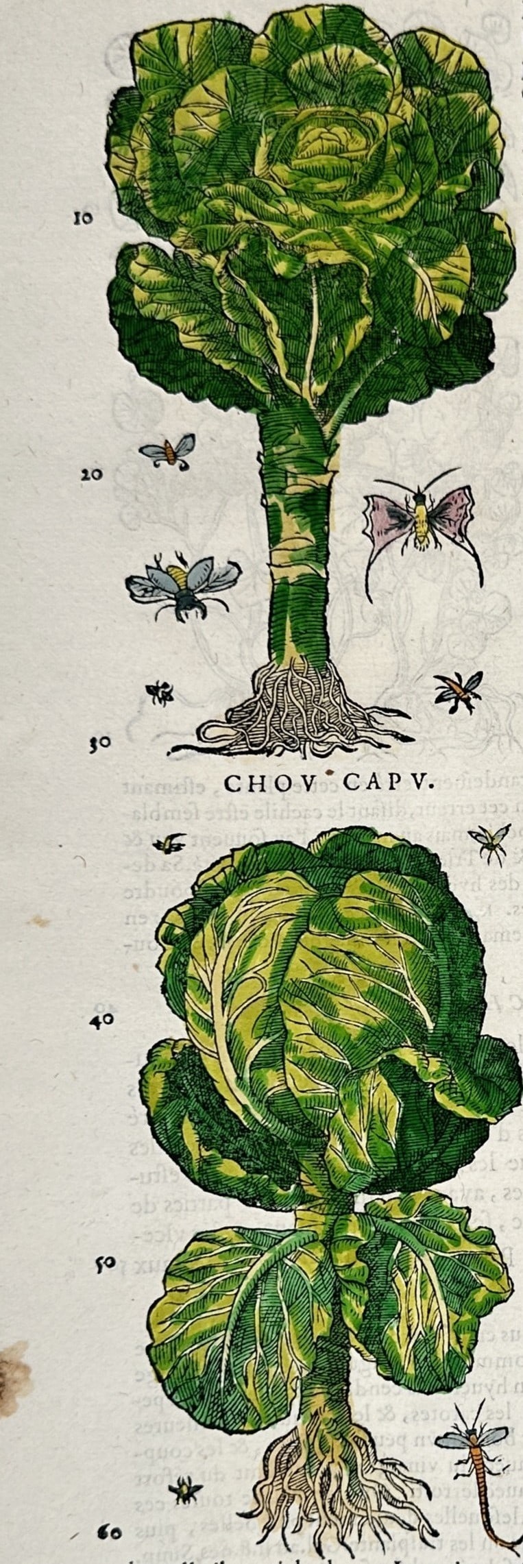 Pietro Andrea Mattioli – Botanical Study of Cabbages – Hand-colored woodcut (16th Century): "Chov Crespv, Chov Capv" presents a sixteenth-century botanical woodcut illustrating varieties of savoy and headed cabbage alongside visiting butterflies and garden insects. The Renaissance natural hi