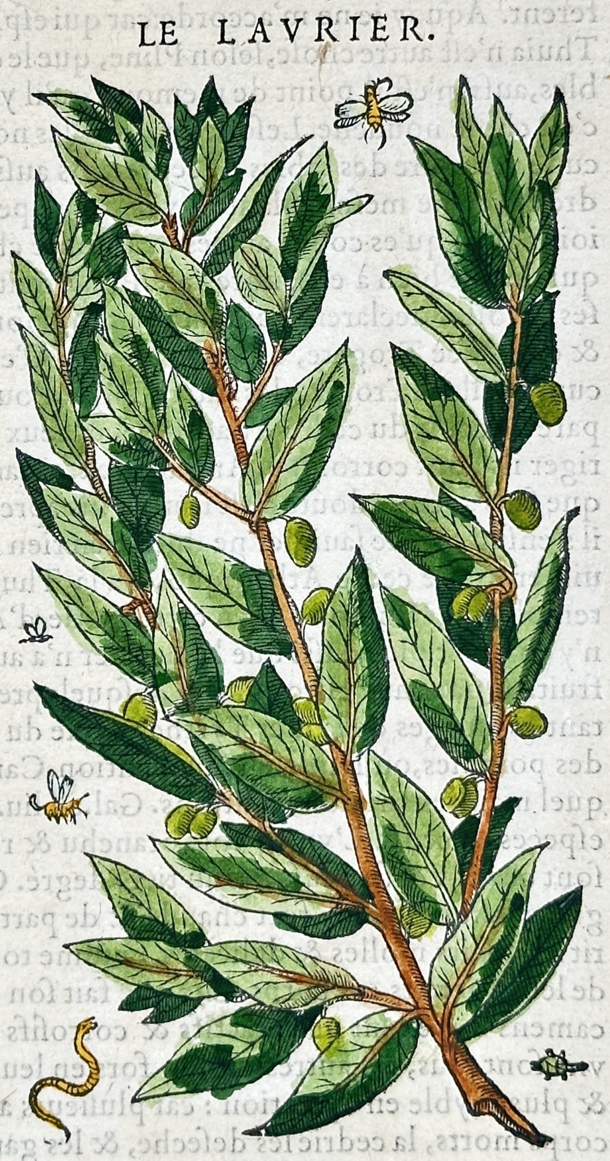 Pietro Andrea Mattioli – Botanical Study of the Bay Laurel – Hand-colored woodcut (16th Century): "Le Lavrier" presents a sixteenth-century botanical woodcut illustrating a fruiting branch of bay laurel adorned with glossy leaves, berries, and surrounding garden insects. The Renaissance natural hi