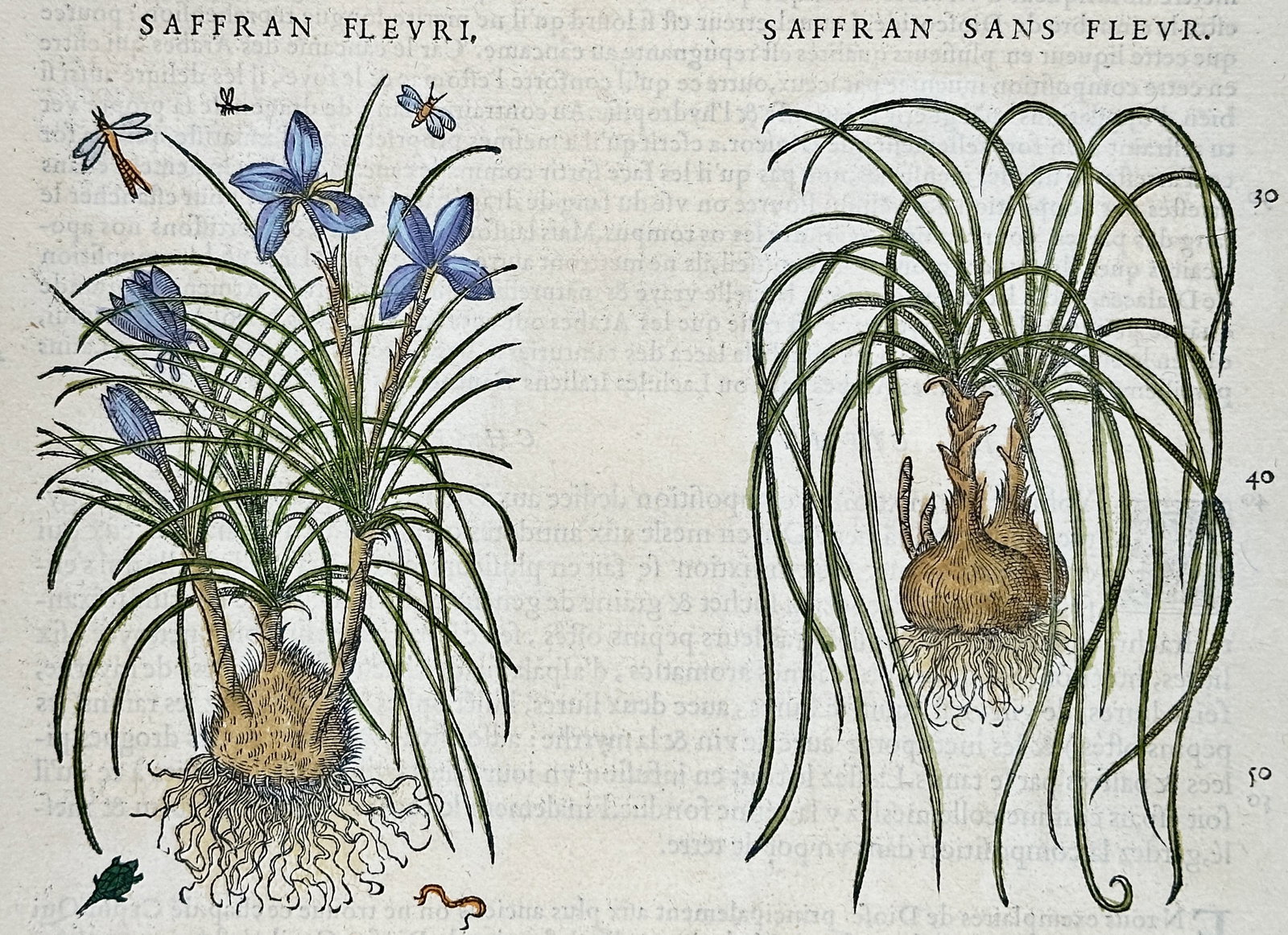 Pietro Andrea Mattioli – Botanical Study of Saffron – Hand-colored woodcut (16th Century): "Saffran Flevri, Saffran Sans Flevr" presents a sixteenth-century botanical woodcut illustrating flowering and non-flowering saffron crocus plants with their fibrous corms and slender foliage. The Ren