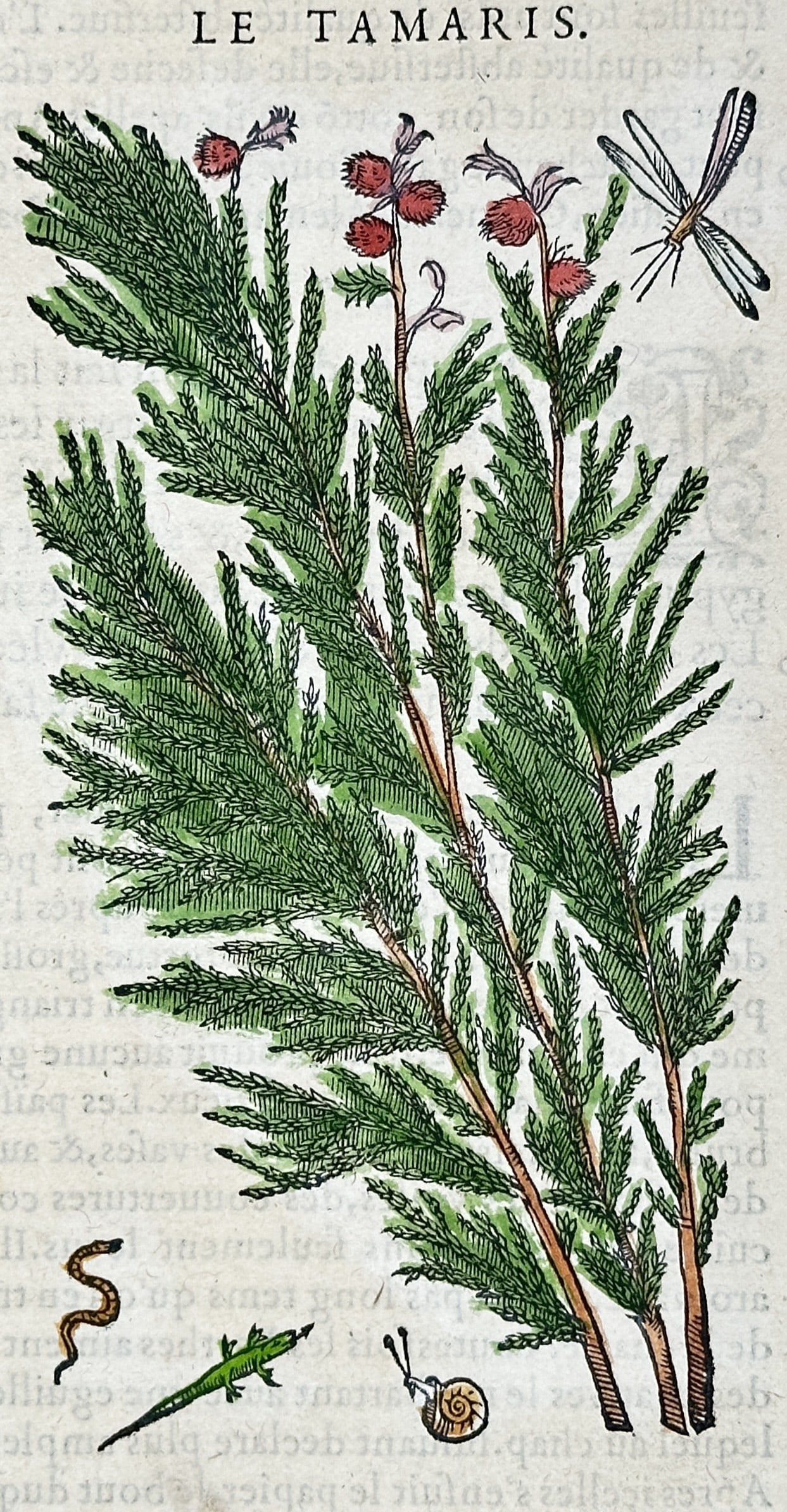 Pietro Andrea Mattioli – Botanical Study of the Tamarisk – Hand-colored woodcut (16th Century): "Le Tamaris" presents a sixteenth-century botanical woodcut illustrating upright flowering branches of the tamarisk shrub alongside visiting insects and small garden fauna. The Renaissance natural his