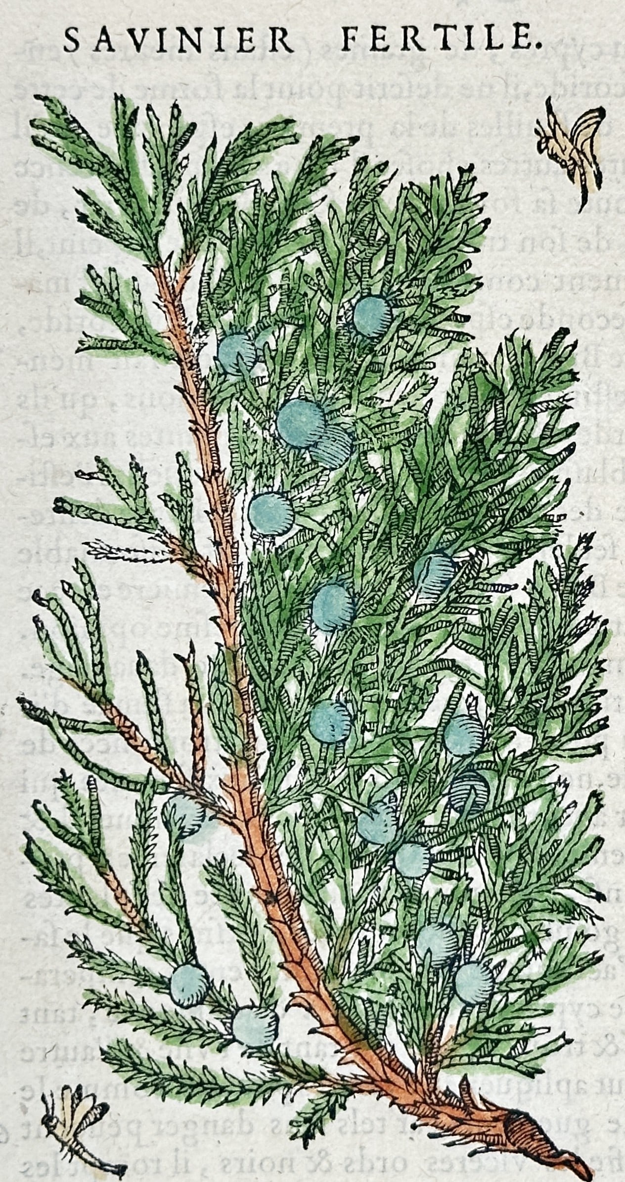 Pietro Andrea Mattioli – Botanical Study of the Savin Juniper – Hand-colored woodcut (16th (1 of 3)