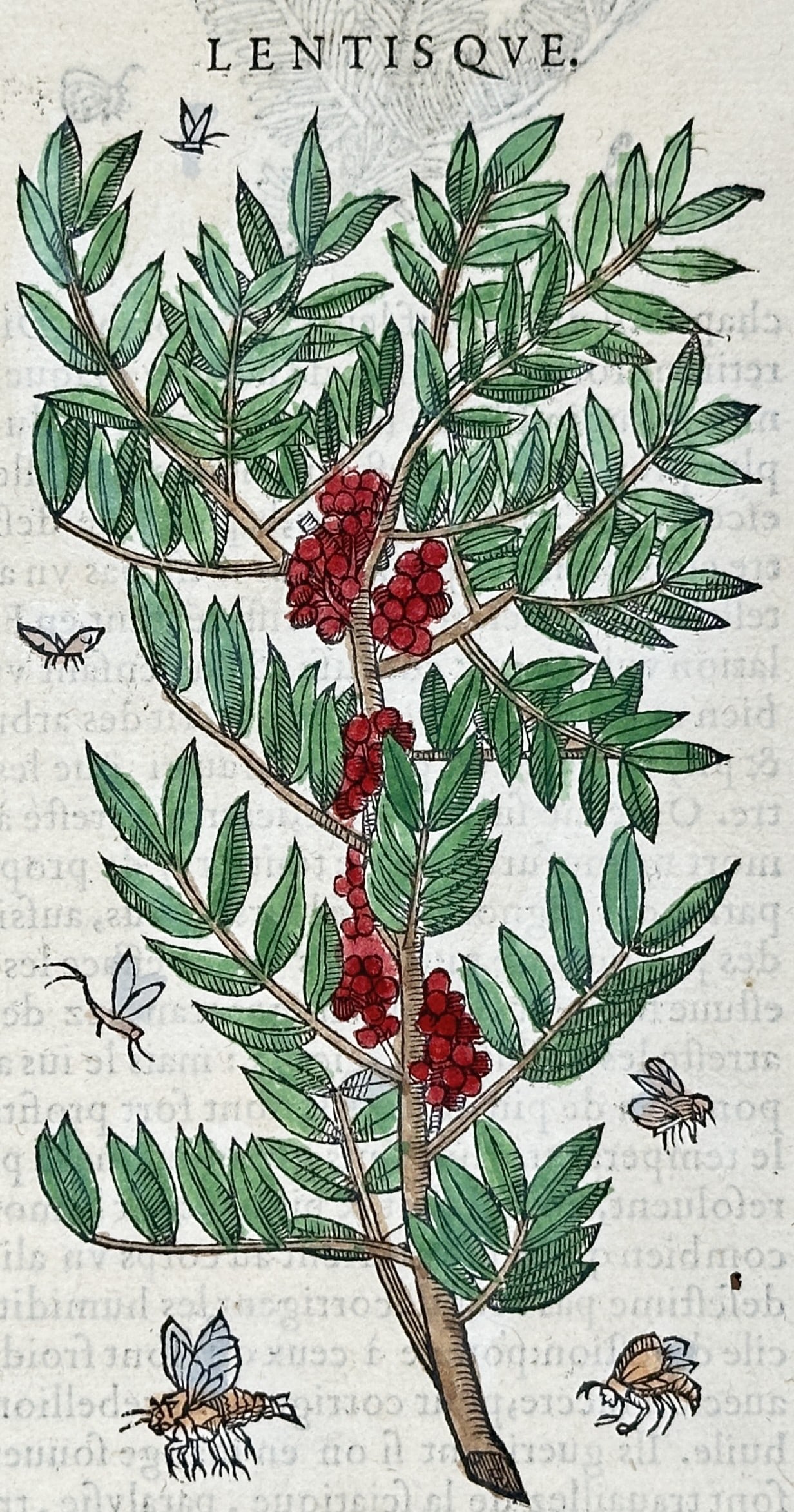 Pietro Andrea Mattioli – Botanical Study of the Mastic Tree – Hand-colored woodcut (16th: "Lentisqve" presents a sixteenth-century botanical woodcut illustrating a fruiting branch of the mastic tree bearing dense clusters of red berries, pinnate leaves, and surrounding flying insects. The 