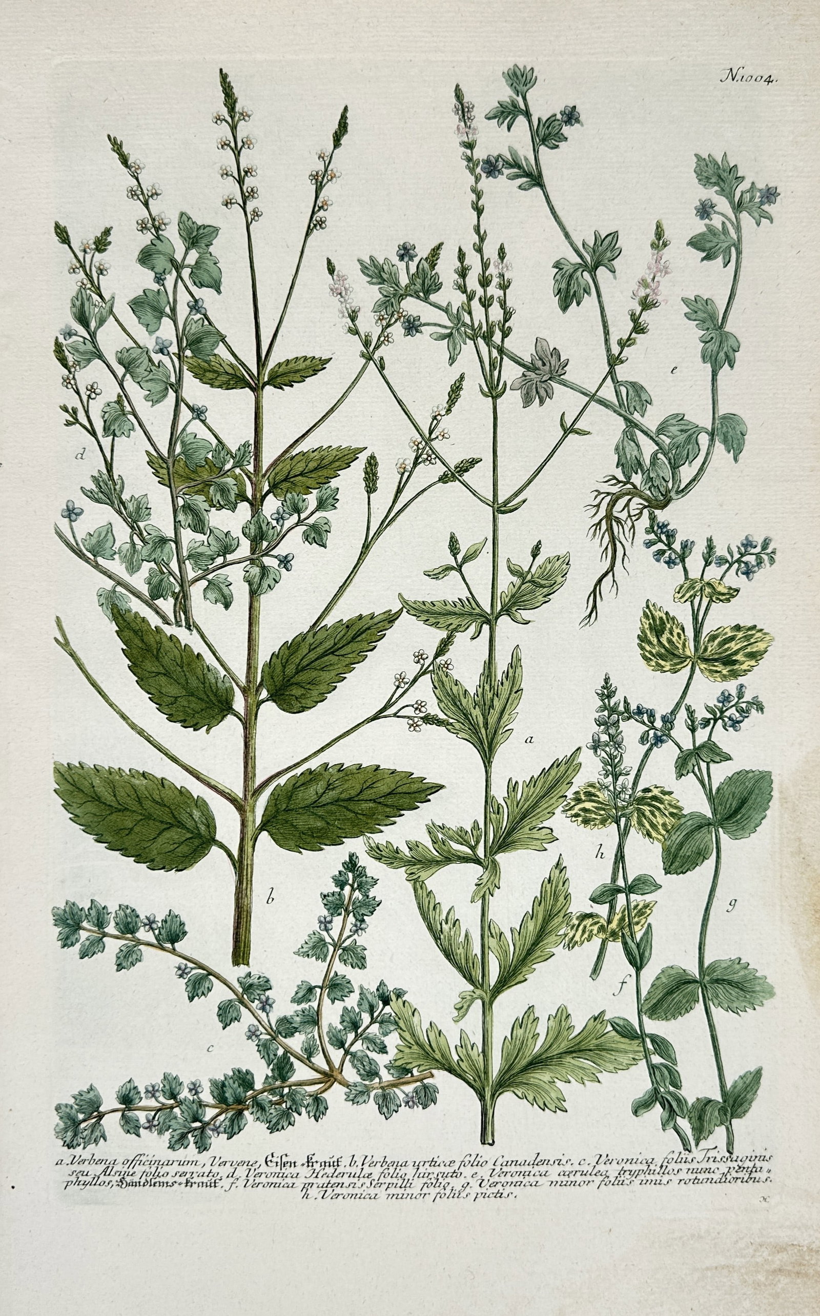 Johann Wilhelm Weinmann – Botanical Study of Vervain and Speedwell – Hand-colored engraving (1 of 2)