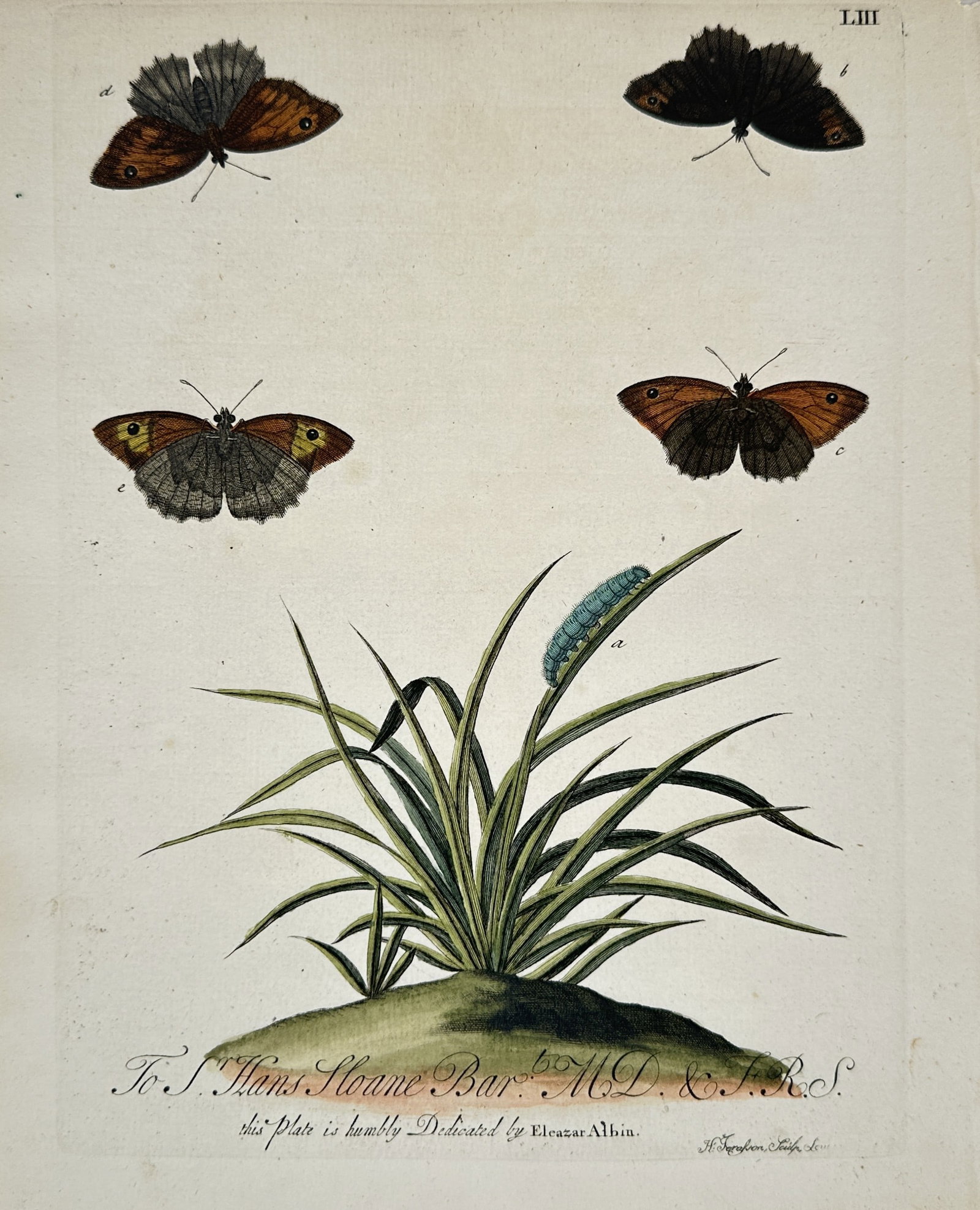 Eleazar Albin – Brown Ringlet and Wall Butterflies with Caterpillar (1 of 2)