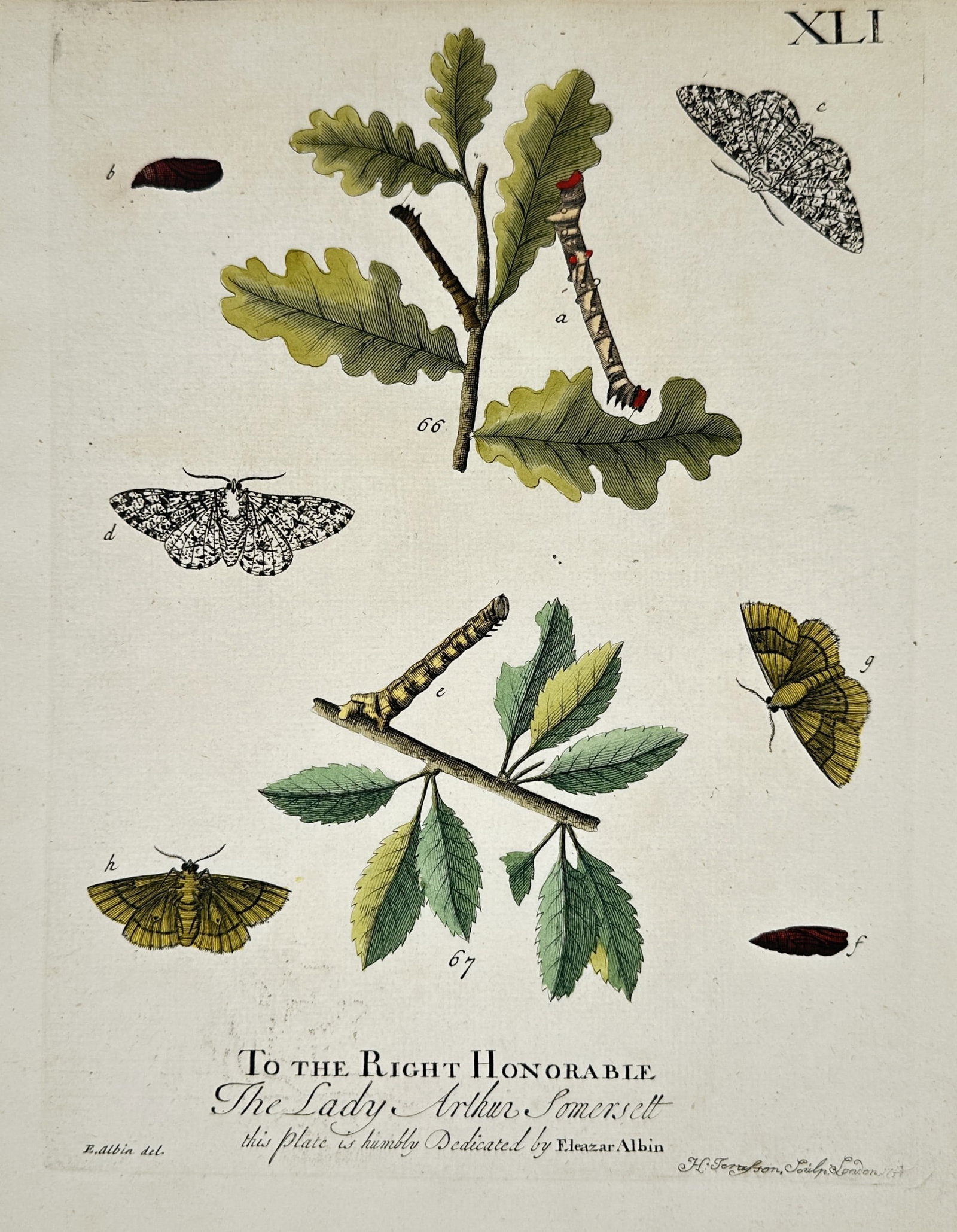 Eleazar Albin – Moths and Caterpillars on Oak and Willow Branches: This entomological study features an array of patterned moths, distinct caterpillars, and pupae positioned around two separate leafy branches. The composition balances oak and willow foliage populated