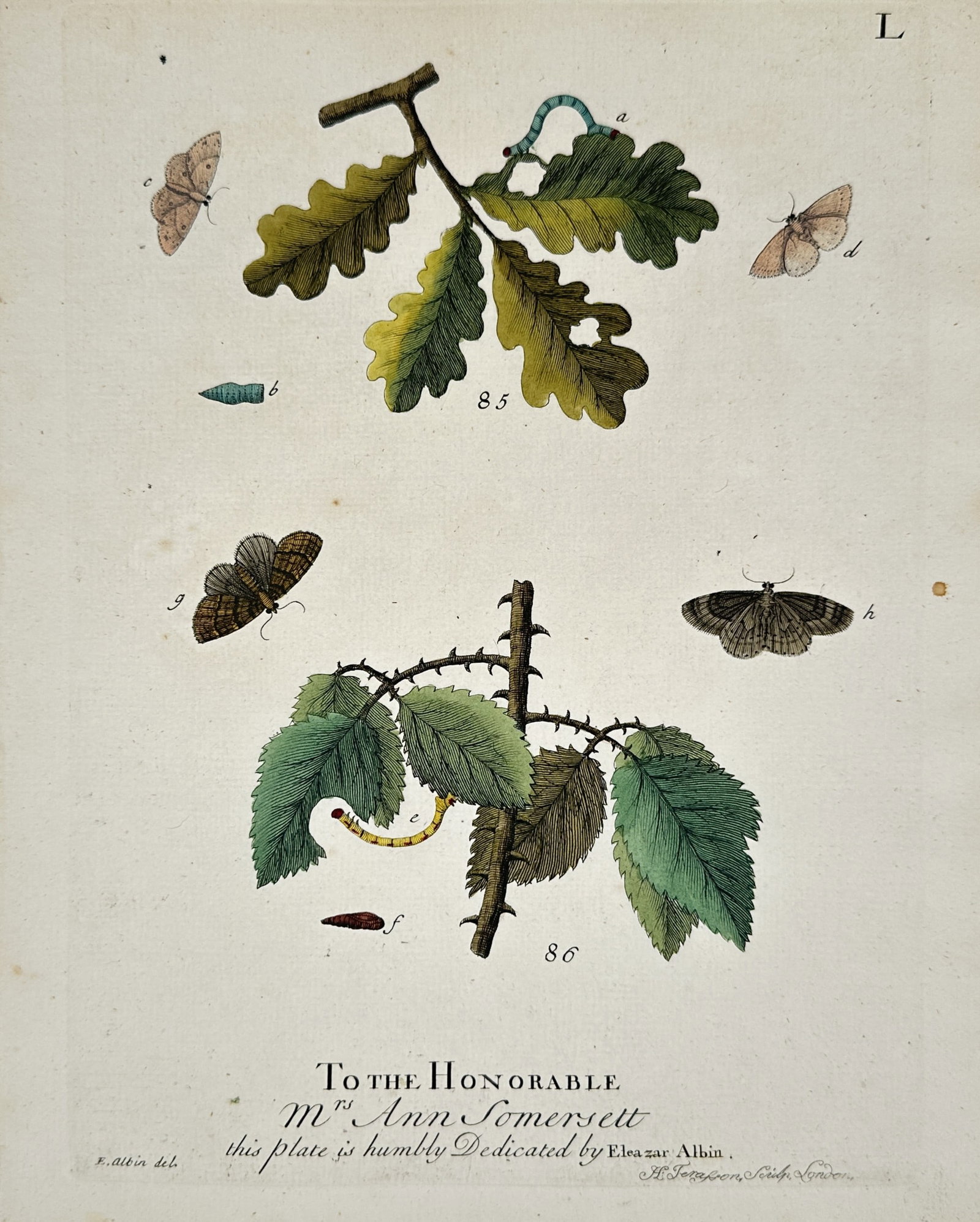 Eleazar Albin – Metamorphosis of Moths on Oak and Bramble Branches: "To the Honorable Mrs. Ann Somersett" This entomological print compiles several species of speckled moths and their corresponding larvae lifecycle stages arranged around two distinct botanical specime
