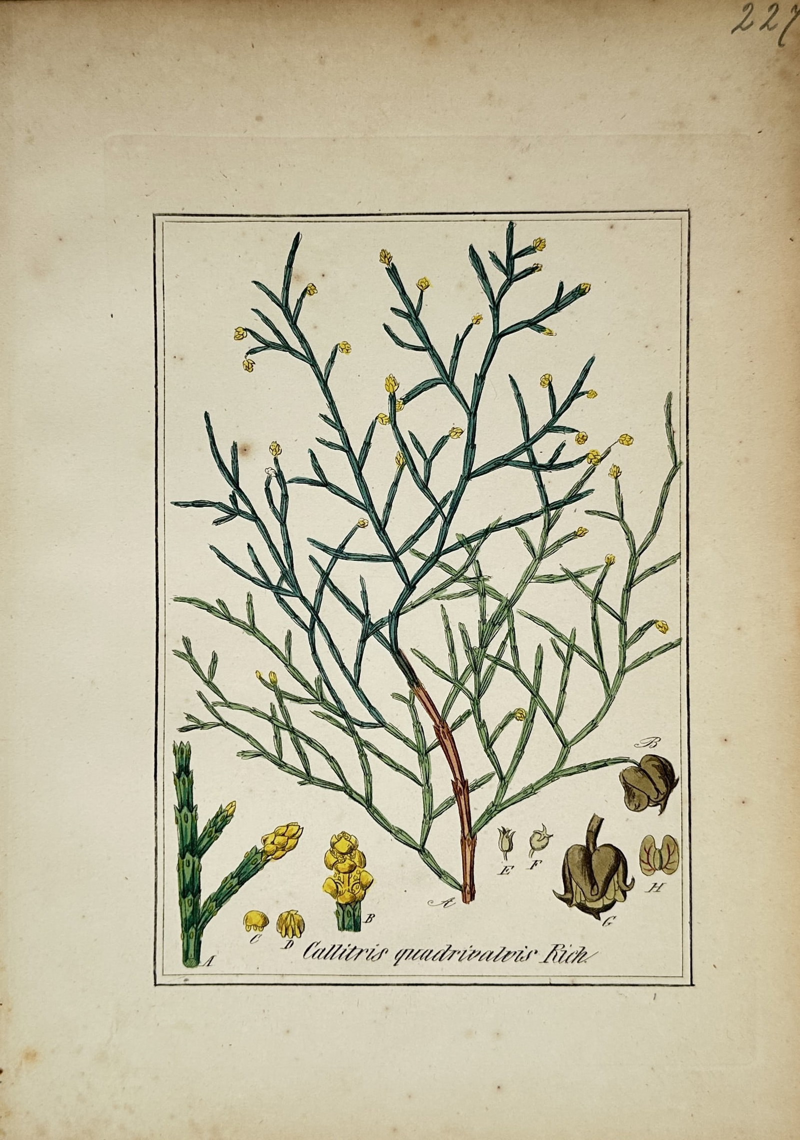 Max Schulze – Sandarac Tree Branch and Cones – Lithograph (19th Century): "Callitris quadrivalvis Rich." This botanical print displays a detailed coniferous branch showing green jointed scale leaves interspersed with small yellow pollen cones. The composition integrates mul