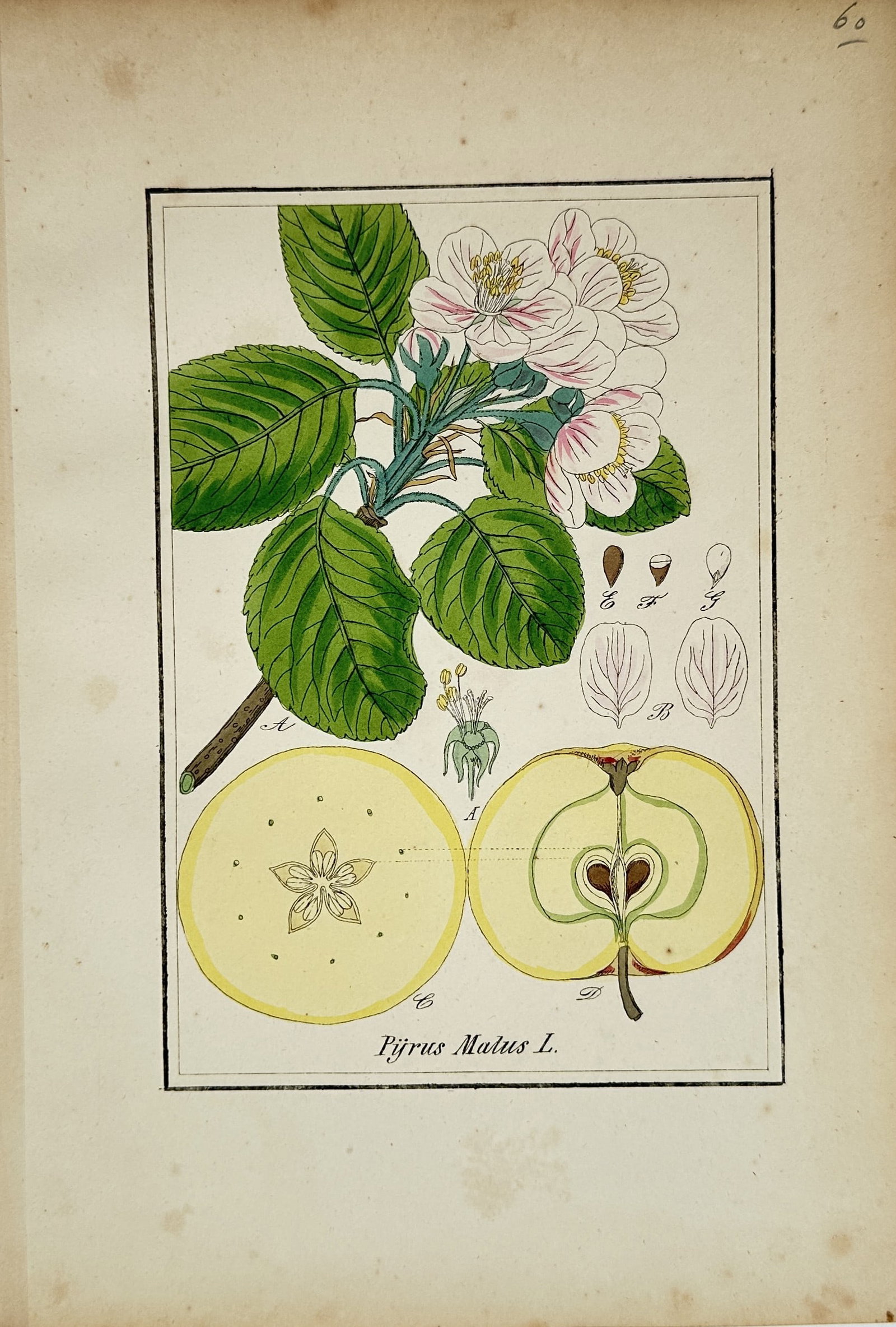 Max Schulze – Apple Tree Branch with Blossoms and Fruit Sections – Lithograph (1 of 2)
