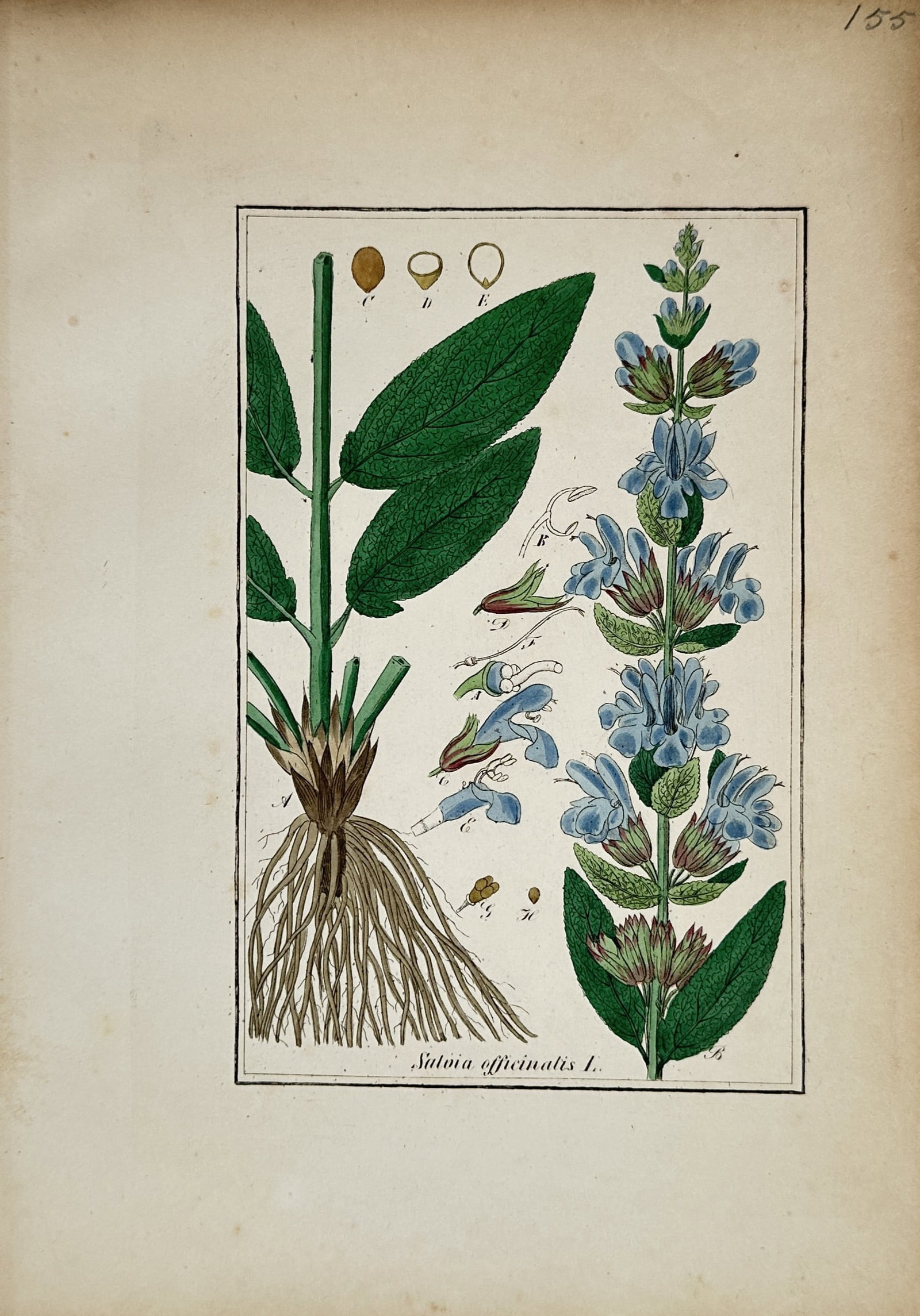 Max Schulze – Common Sage Plant with Blue Flowers and Roots – Lithograph: "Salvia Officinalis L." This botanical print displays a comprehensive study of the common sage plant highlighting its textured green leaves, fibrous root system, and an upright flowering stem covered 