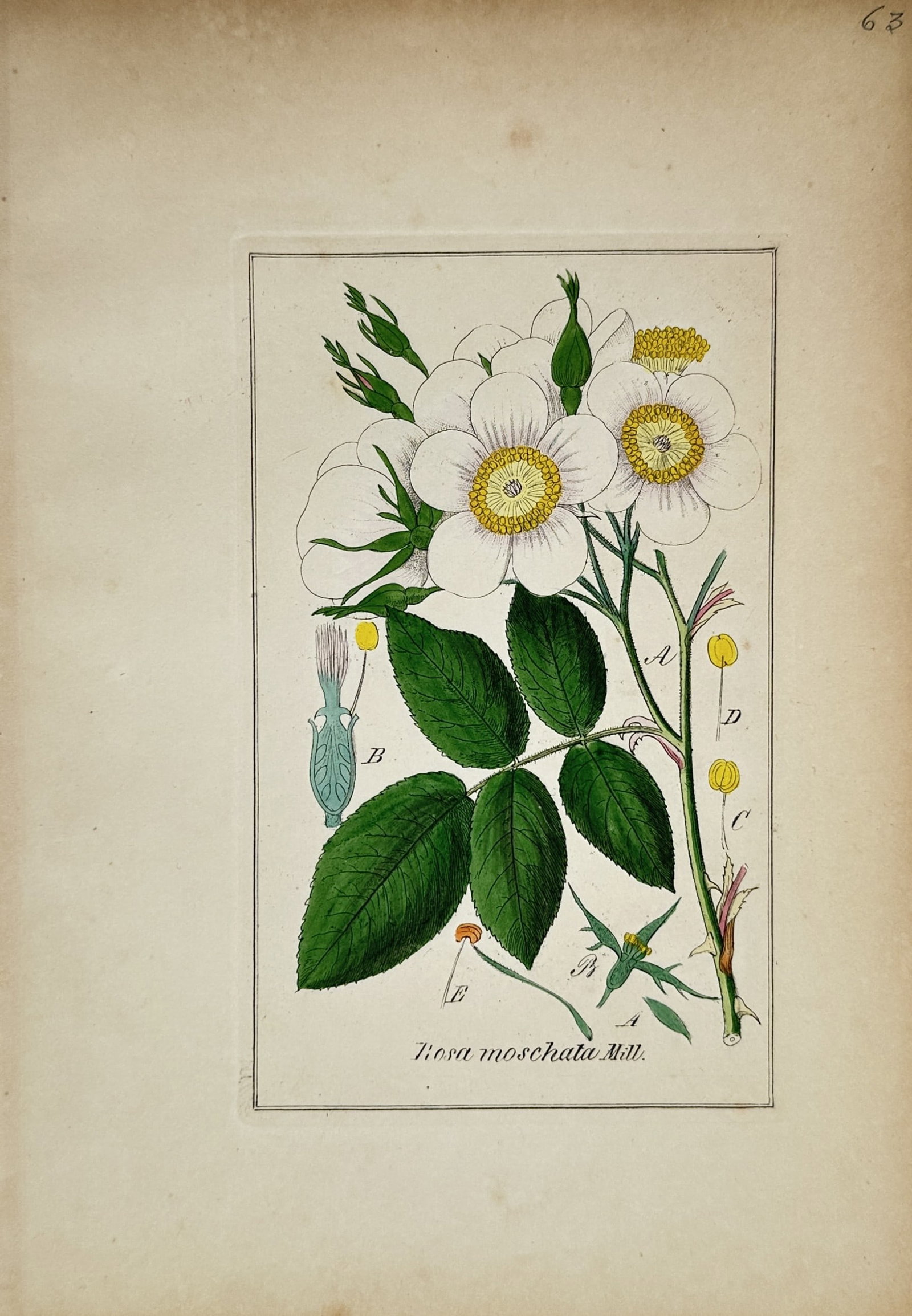 Max Schulze – Musk Rose Branch with White Blossoms – Lithograph (19th Century): "Rosa Moschata Mill." This botanical print features a slender rose branch displaying serrated green leaves, developing flower buds, and fully opened white blossoms with prominent yellow centers. The c