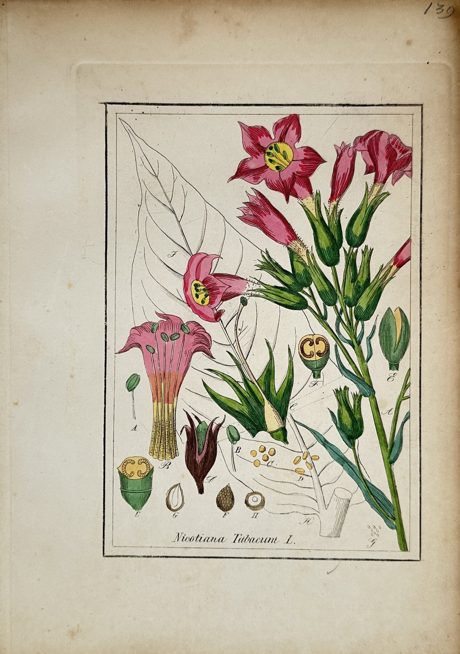Max Schulze – Cultivated Tobacco Branch with Pink Flowers – Lithograph: "Nicotiana Tabacum L." This botanical print features a flowering branch of the cultivated tobacco plant displaying lance-shaped green leaves and clusters of tubular pink blossoms. The composition inte