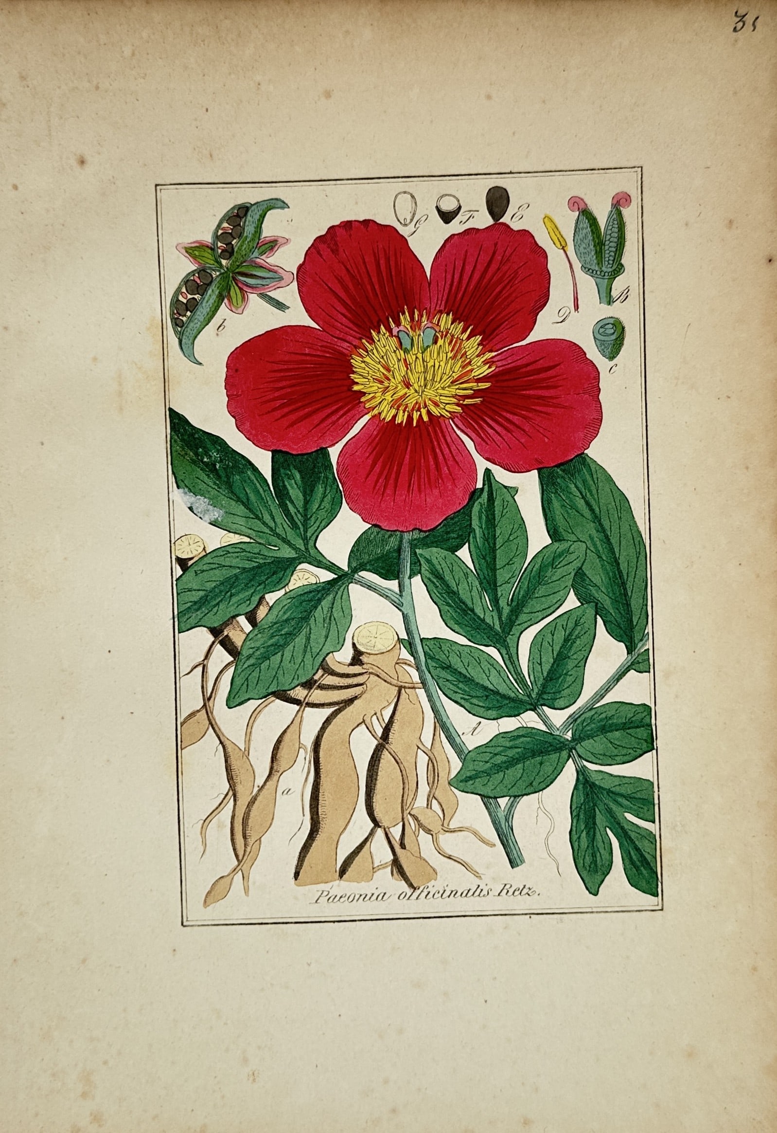 Max Schulze – Common Peony with Red Blossom and Tuberous Roots – Lithograph: "Paeonia Officinalis Retz." This botanical print displays a detailed study of the common peony plant highlighting its deeply lobed green leaves, complex tuberous root system, and a prominent large red