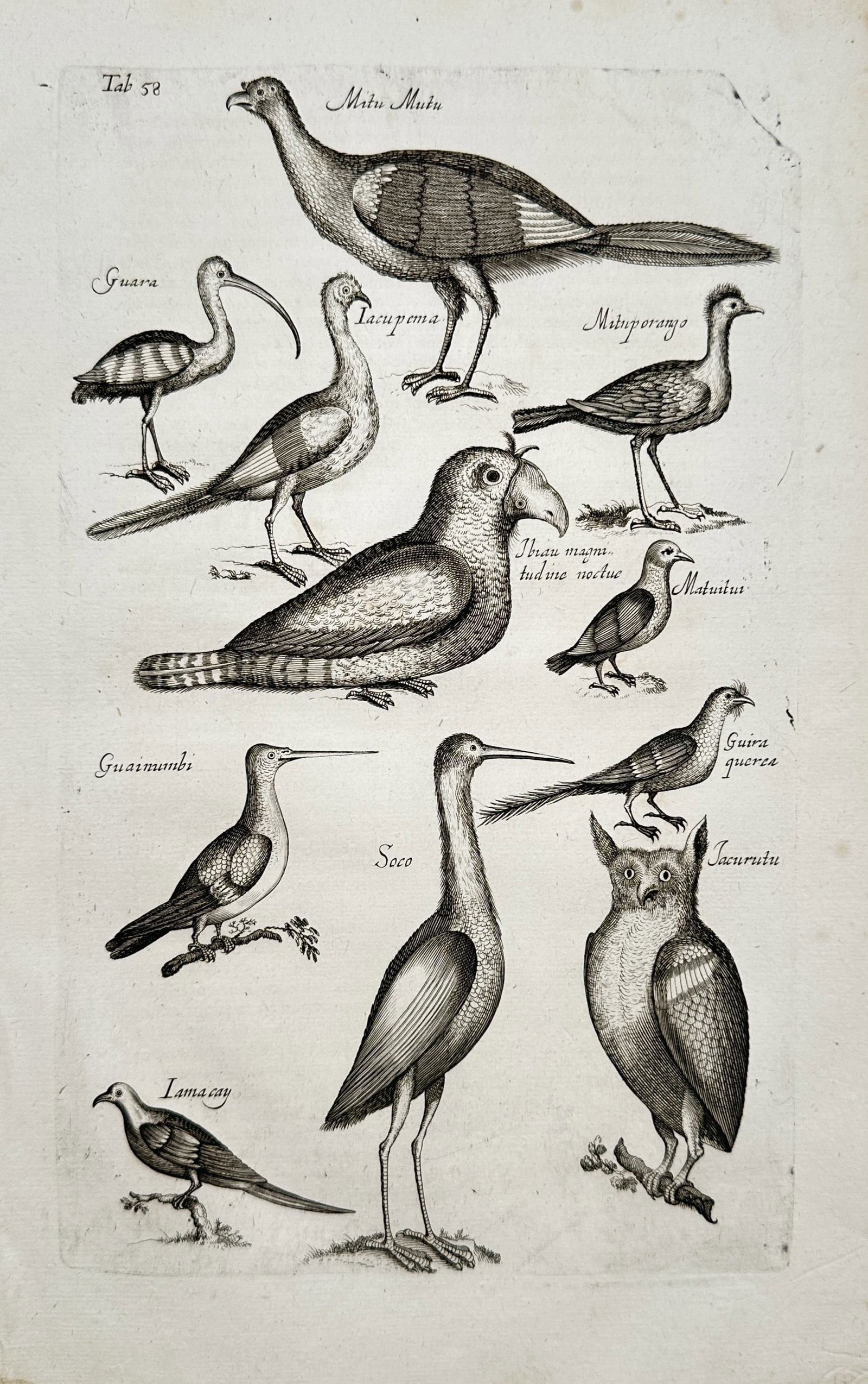 John Jonston – Birds of Brazil and the Americas – Engraving (17th Century): "Historiae Naturalis de Avibus" This zoological print displays a compiled taxonomy of eleven separate birds native to the Americas arranged across a neutral background field. The composition includes 