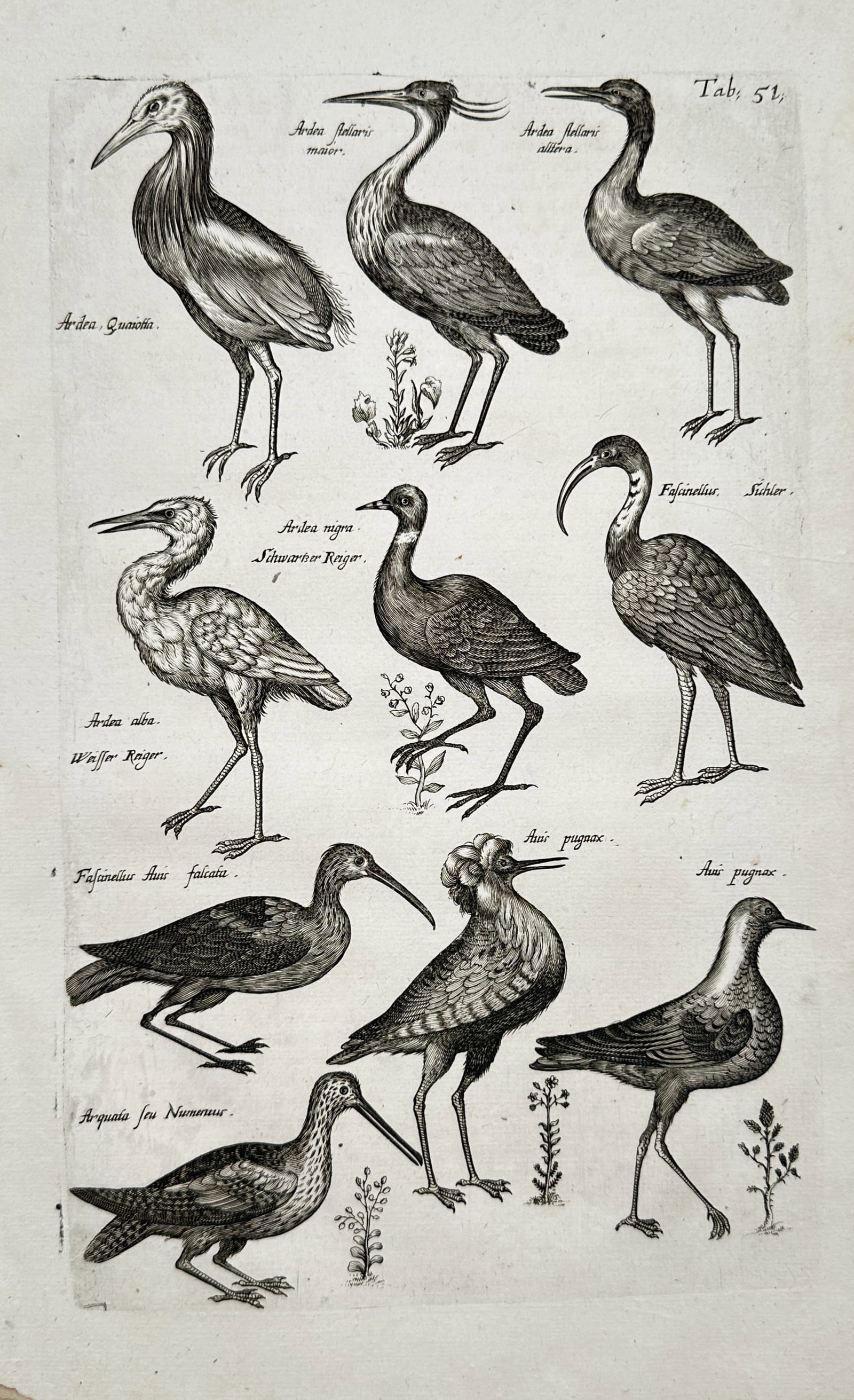 John Jonston – Herons and Wading Birds – Engraving (17th Century): "Historiae Naturalis de Avibus" This zoological print displays a compiled taxonomy of nine separate long-legged wading birds arranged across a neutral background field interspersed with small botanica