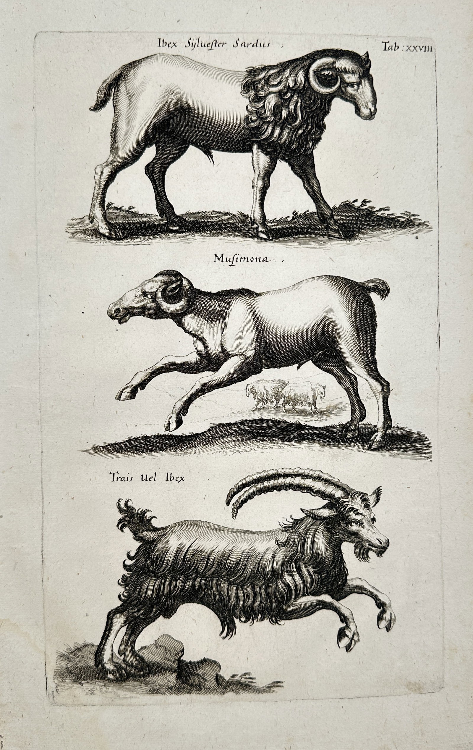 Jan Jonston (1603–1675) – Wild Goats and Mouflon – Engraving (1 of 2)