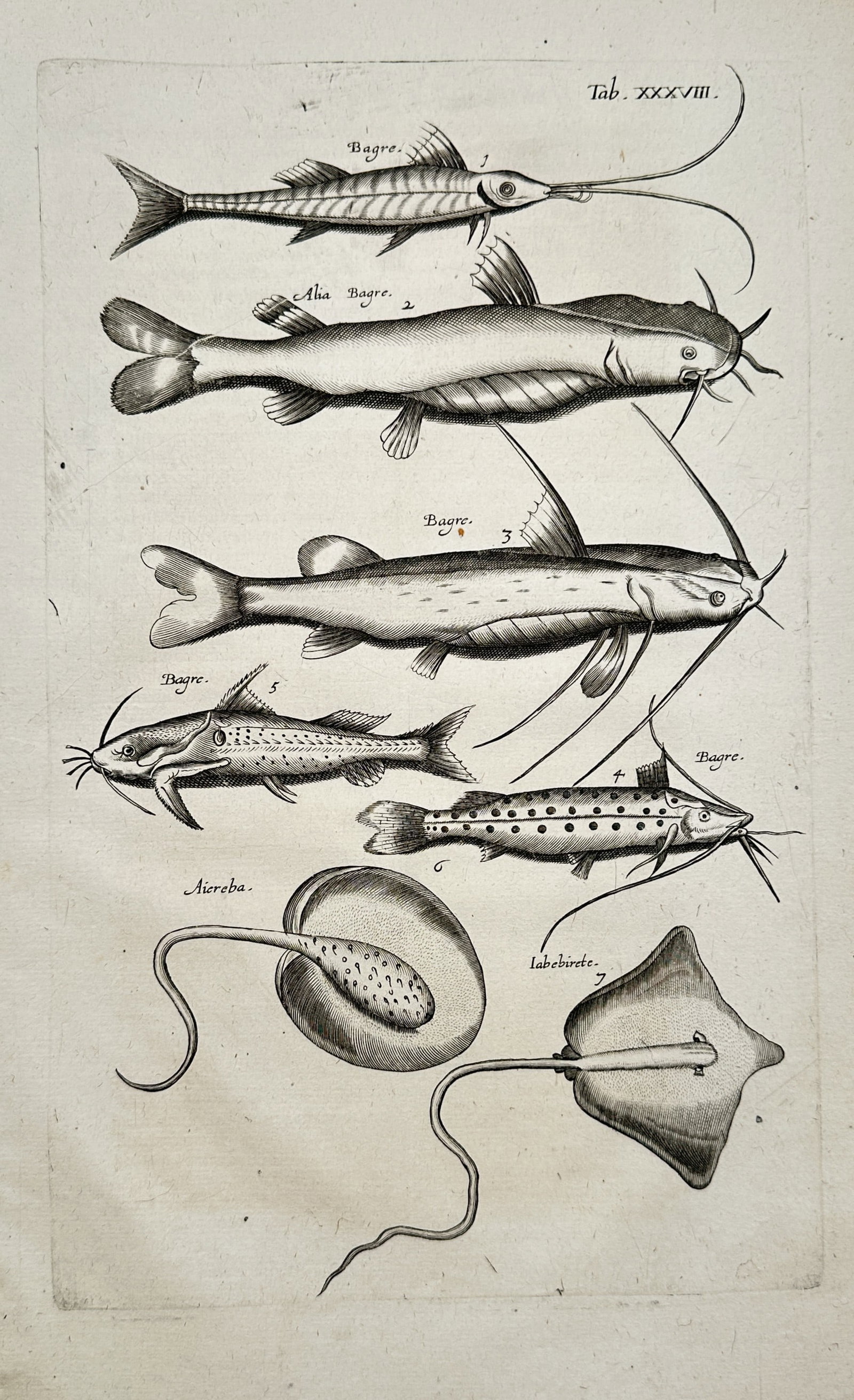 John Jonston (1603–1675) – Catfish and Rays (Bagre) – Engraving (1 of 2)