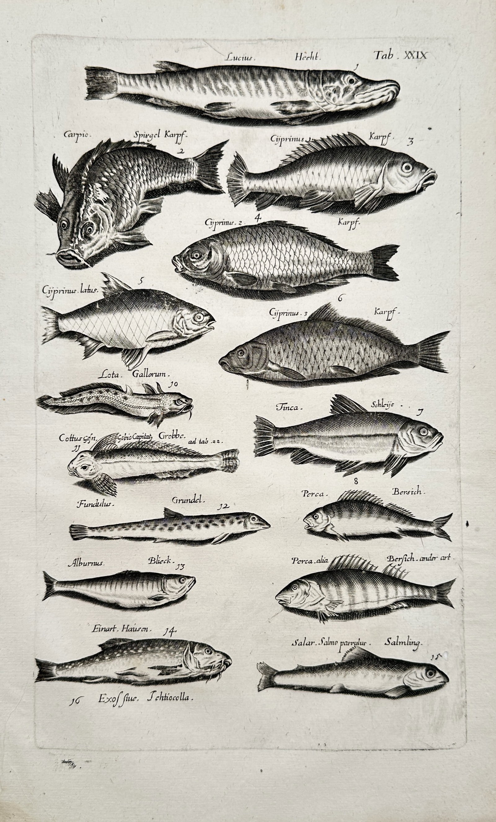 John Jonston (1603–1675) – European Freshwater Fish – Engraving (1 of 2)
