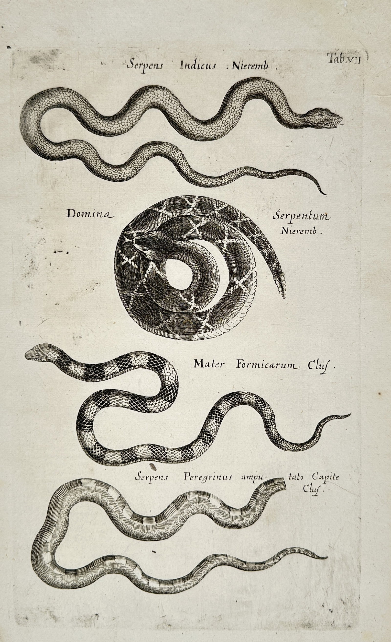 John Jonston (1603–1675) – Exotic Serpents – Engraving (1 of 2)