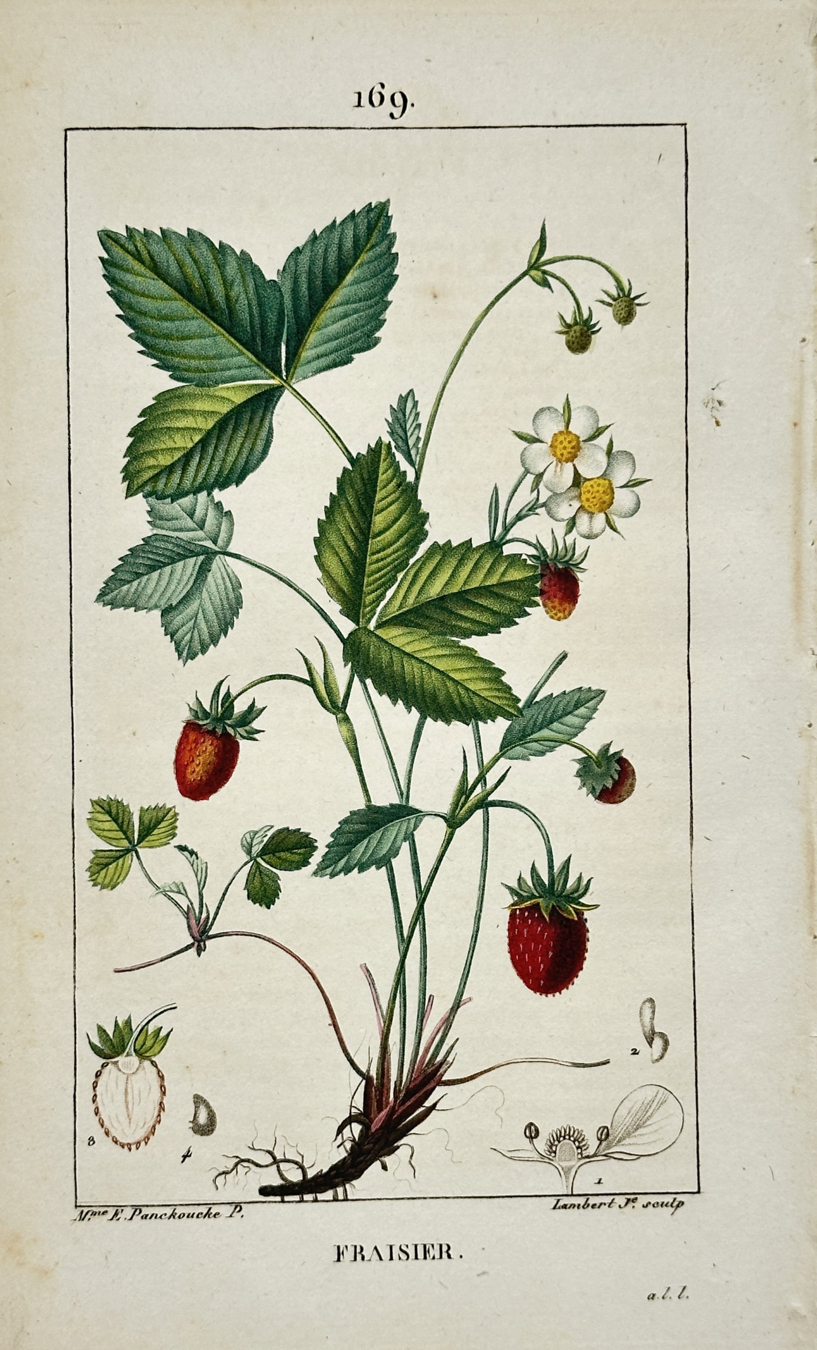 Ernestine Panckoucke (1784–1860) – Fraisier (Wild Strawberry) - Engraving: "Fraisier" presents a flowering and fruiting wild strawberry plant with trifoliate serrated leaves, white five-petaled flowers with yellow centers, and several ripe red berries at various stages, acco