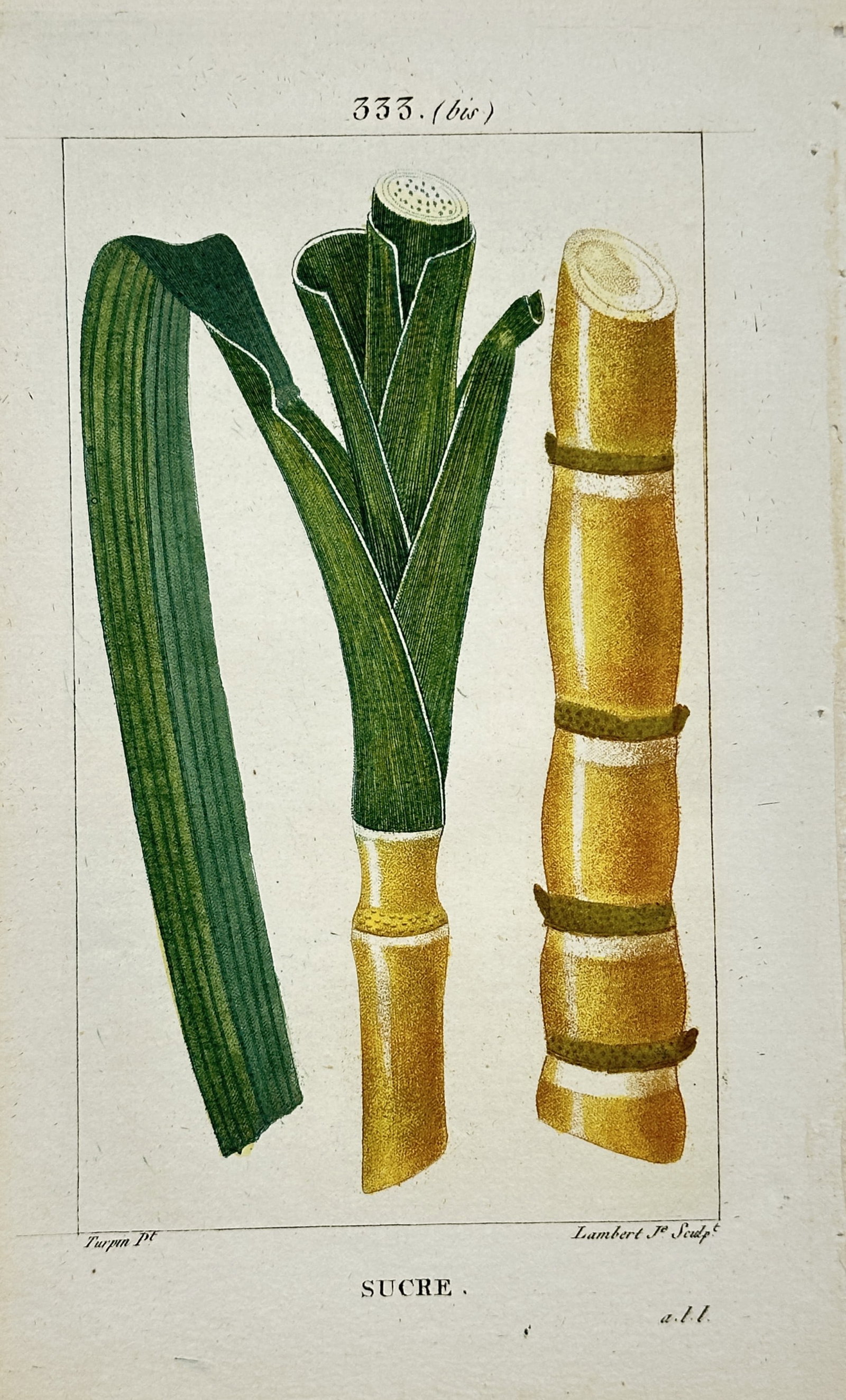 Pierre Jean François Turpin (1775–1840) – Sucre (Sugar Cane) - Engraving: "Sucre" presents a botanical study of the sugar cane plant featuring three distinct elements: a long arching leaf with prominent parallel veining, a young shoot with tightly overlapping leaf sheaths e