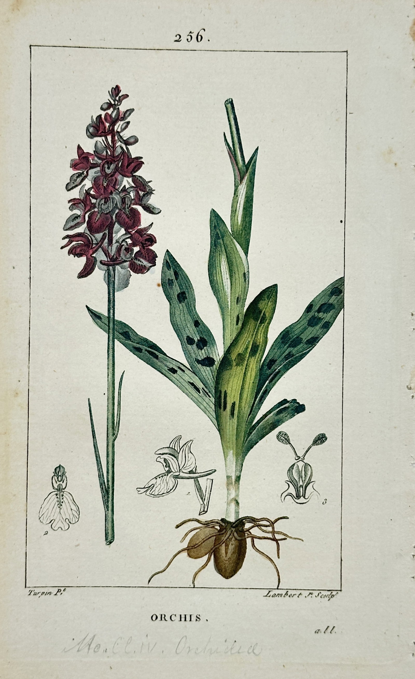 Pierre Jean François Turpin (1775–1840) – Orchis (Spotted Orchid) - Engraving (1 of 2)