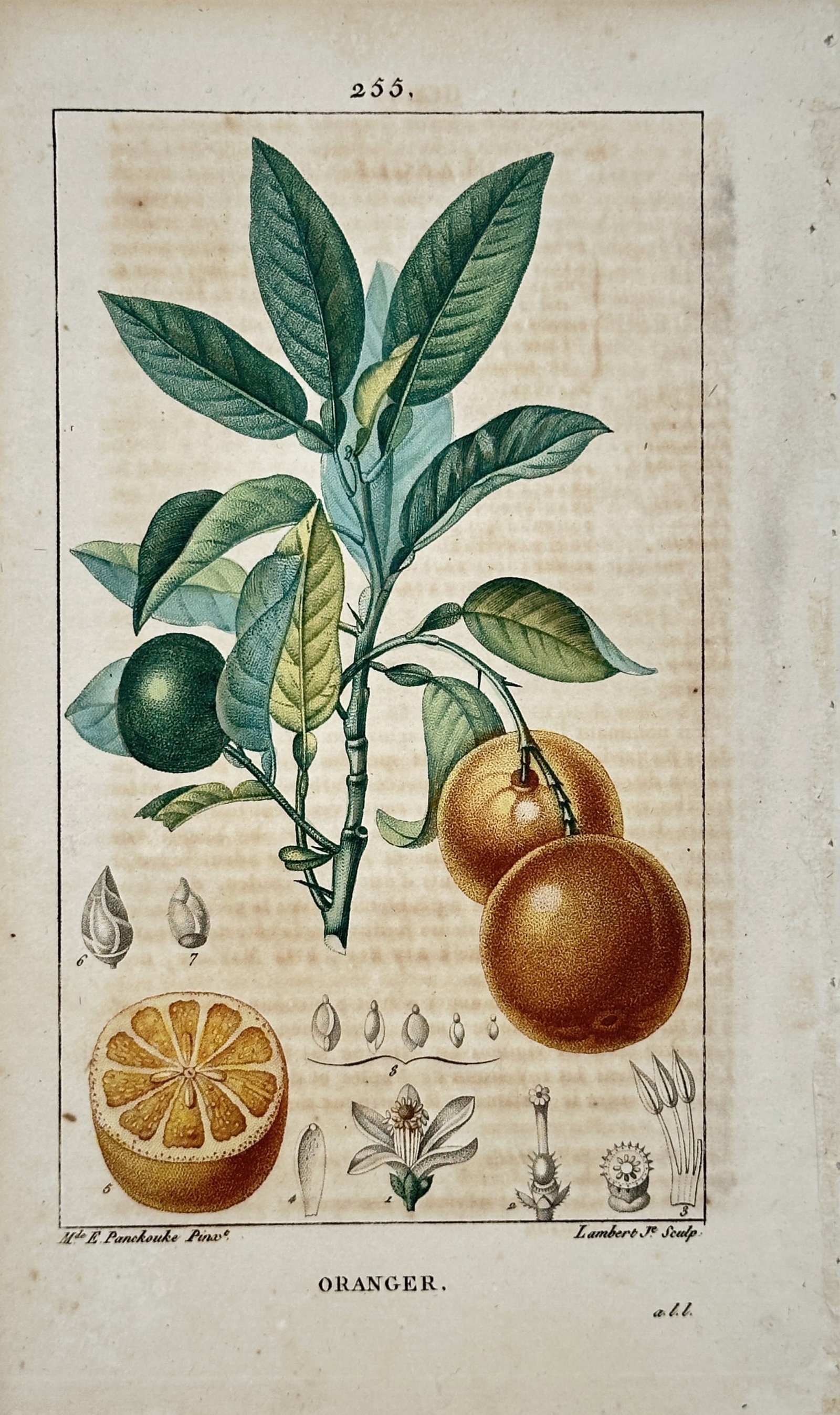Ernestine Panckoucke (1784–1860) – Oranger (Orange Tree) - Engraving: "Oranger" presents a botanical study of the sweet orange tree (Citrus sinensis) featuring a leafy branch with large glossy ovate leaves in deep greens, an unripe green fruit at left and two ripe fruit