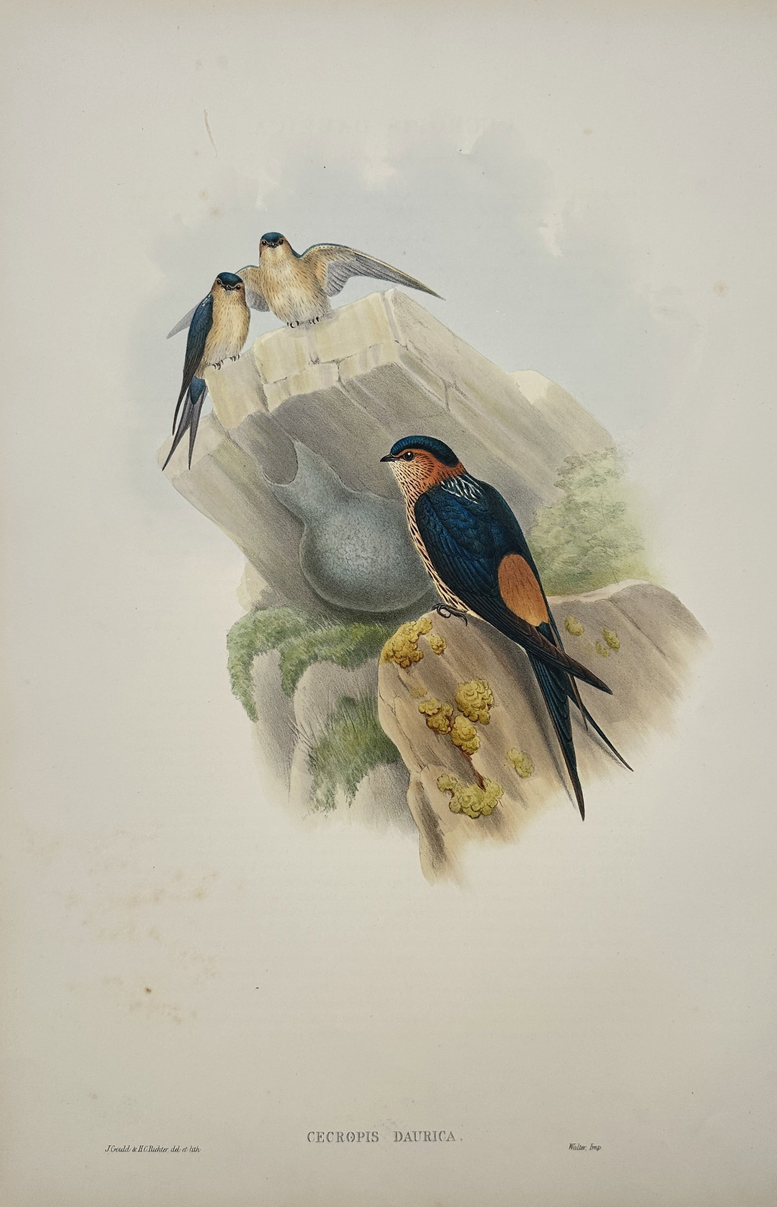 John Gould – Red-rumped Swallow – Lithograph (19th Century): "Cecropis Daurica" illustrates a beautifully detailed natural history study of three red-rumped swallows interacting gracefully around an organic earthen nest built among rocky, mossy structures. The 
