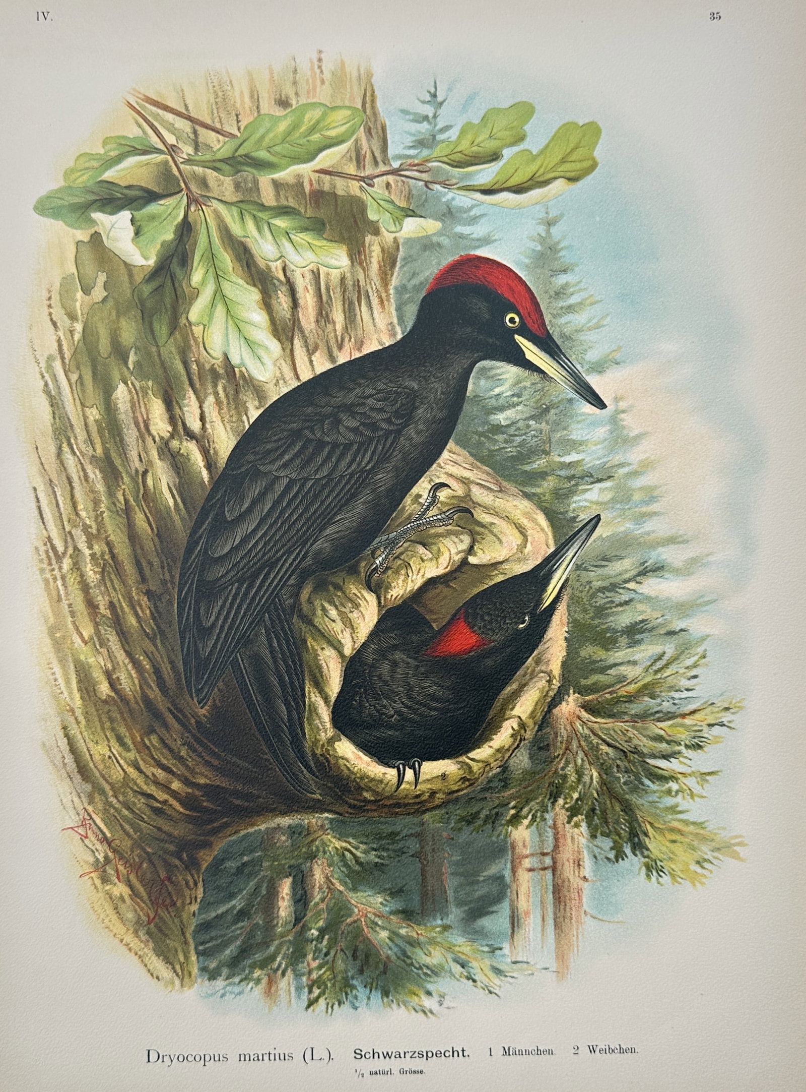 Johann Friedrich Naumann – Black Woodpecker – Lithograph (19th Century): "Dryocopus Martius, Schwarzspecht" illustrates a masterfully executed ornithological study showing a male and a female black woodpecker interacting around a newly carved nesting cavity in a rugged tre