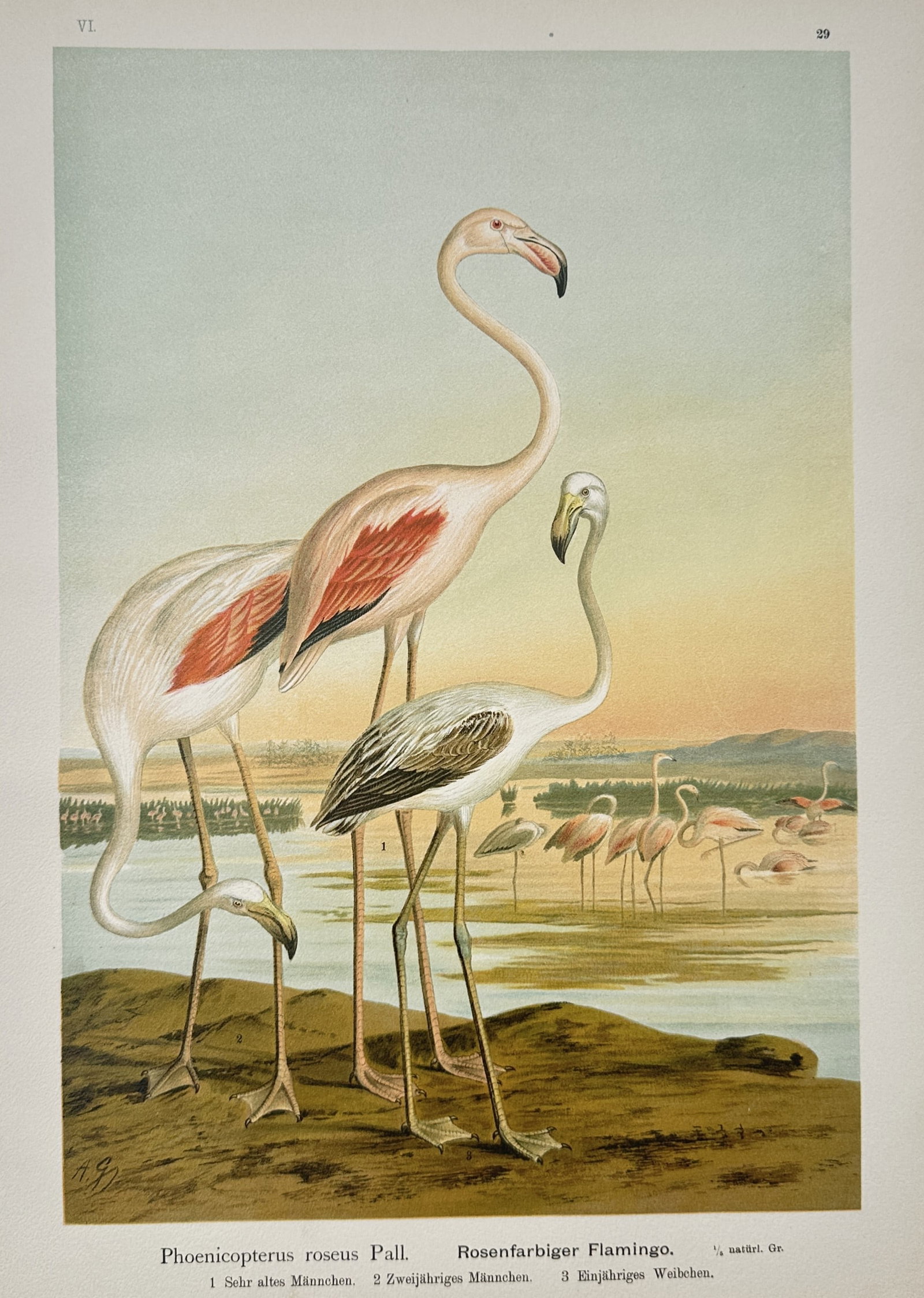 Johann Friedrich Naumann – Greater Flamingo – Lithograph (19th Century) (1 of 3)