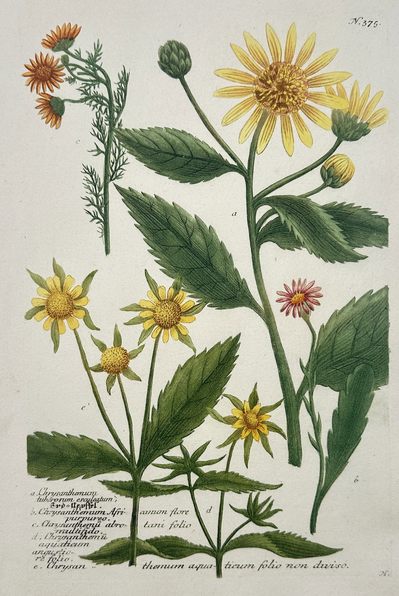 Johann Wilhelm Weinmann – Chrysanthemum Species – Mezzotint and engraving: "Chrysanthemum Species" presents a remarkably detailed botanical study displaying several flourishing stems adorned with vibrant yellow, rich orange, and delicate pink blossoms alongside their respect