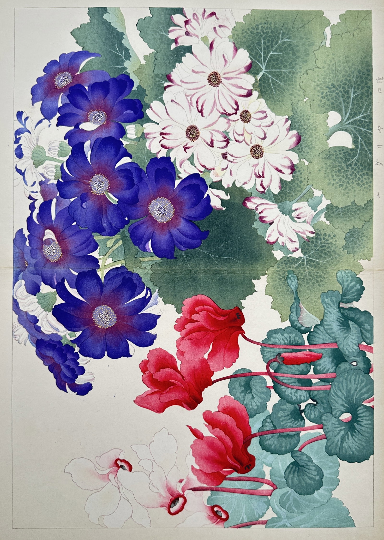 Tanigami Konan – Cineraria and Cyclamen – Gouache Drawing Woodblock print (20th Century): "Seiyo Soka Zufu" presents an exquisite botanical study showcasing a dense arrangement of vibrant garden flowers, highlighting a cluster of deep purple-blue cineraria blossoms alongside pink-edged whi
