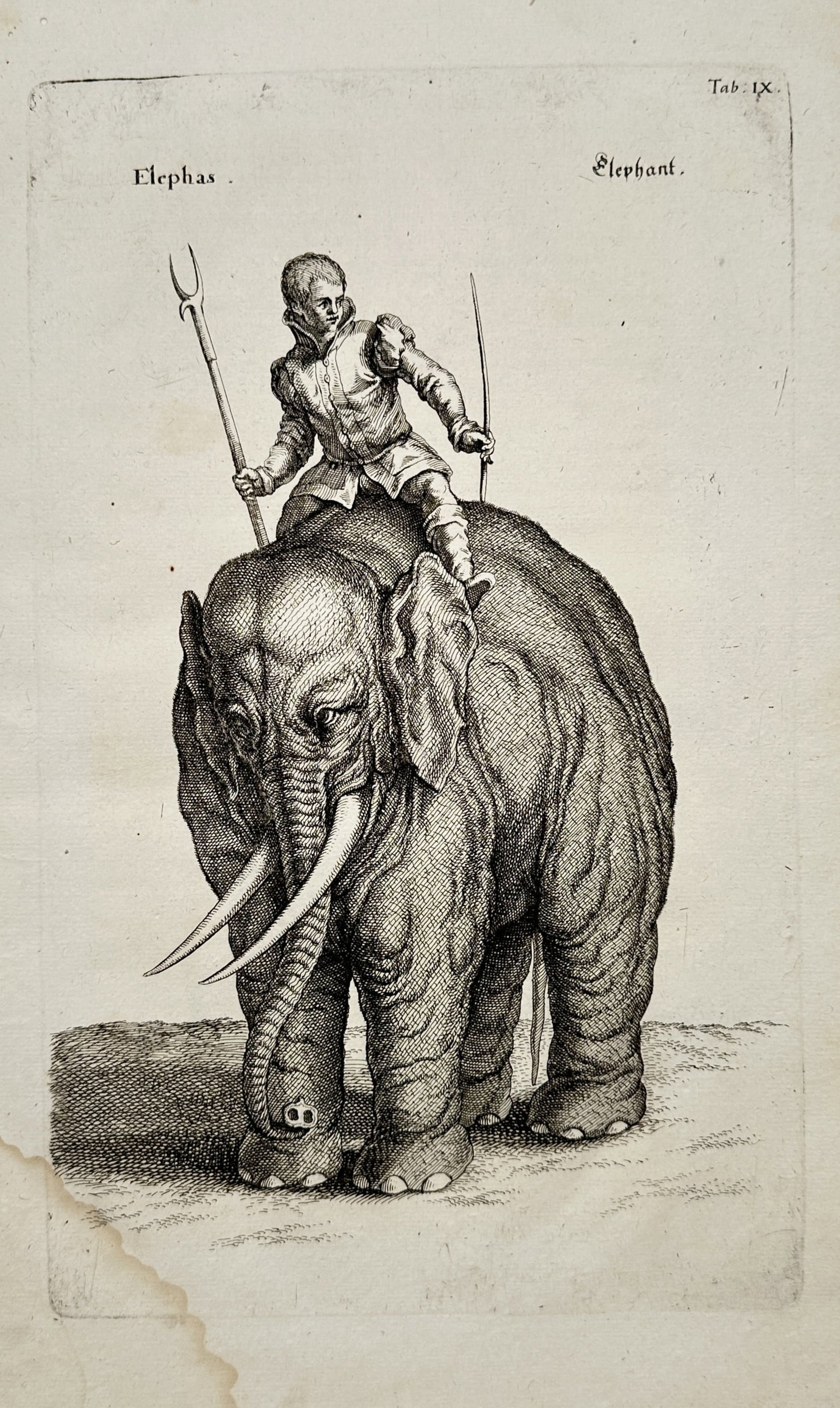 Joannes Jonstonus – Elephant with Mahout – Zoology – Engraving (17th Century) (1 of 3)