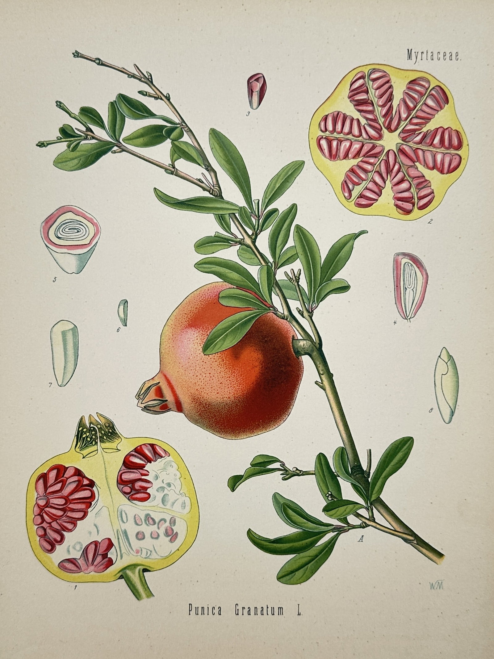 Franz Eugen Köhler – Pomegranate – Botanical Study – Chromolithograph (19th Century): "Punica Granatum L." presents a detailed scientific botanical study capturing a fruiting branch of a pomegranate tree featuring a large, ripe reddish-orange whole fruit nestled among narrow green leav