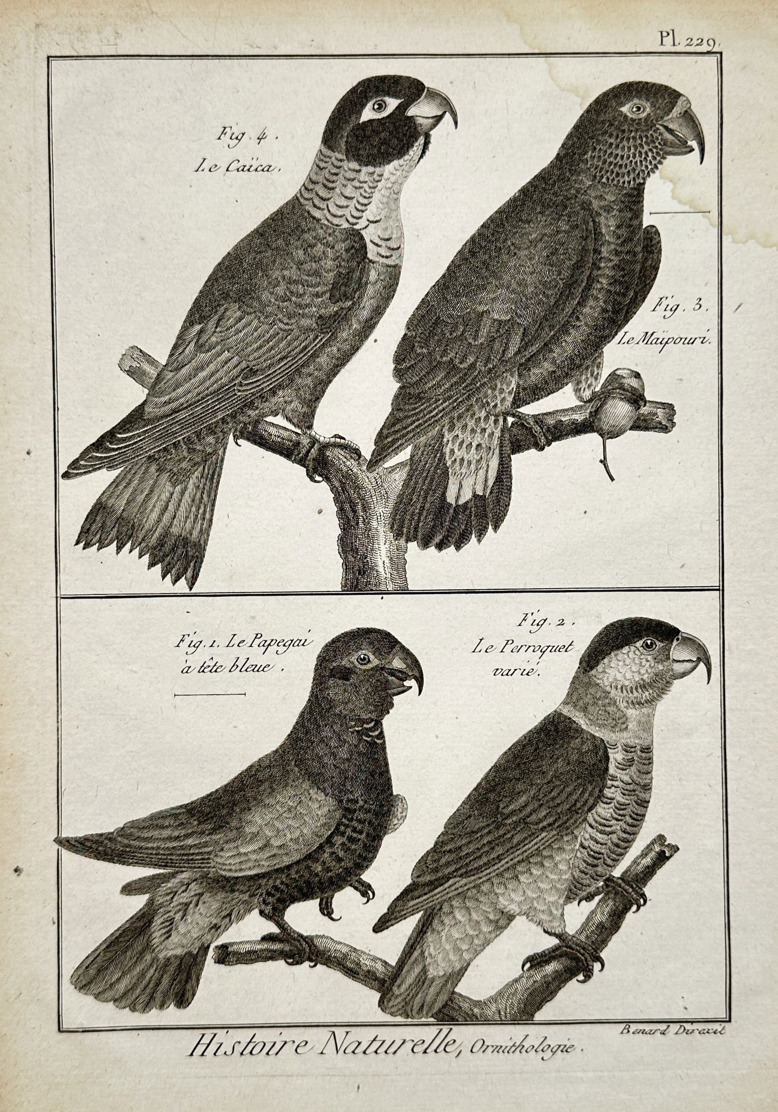 Robert Benard – Exotic Parrots – Ornithology – Engraving (18th Century): Histoire Naturelle, Ornithologie presents a detailed historical ornithological study capturing four varieties of exotic parrots perched on branches across a divided compositional layout. The finely de