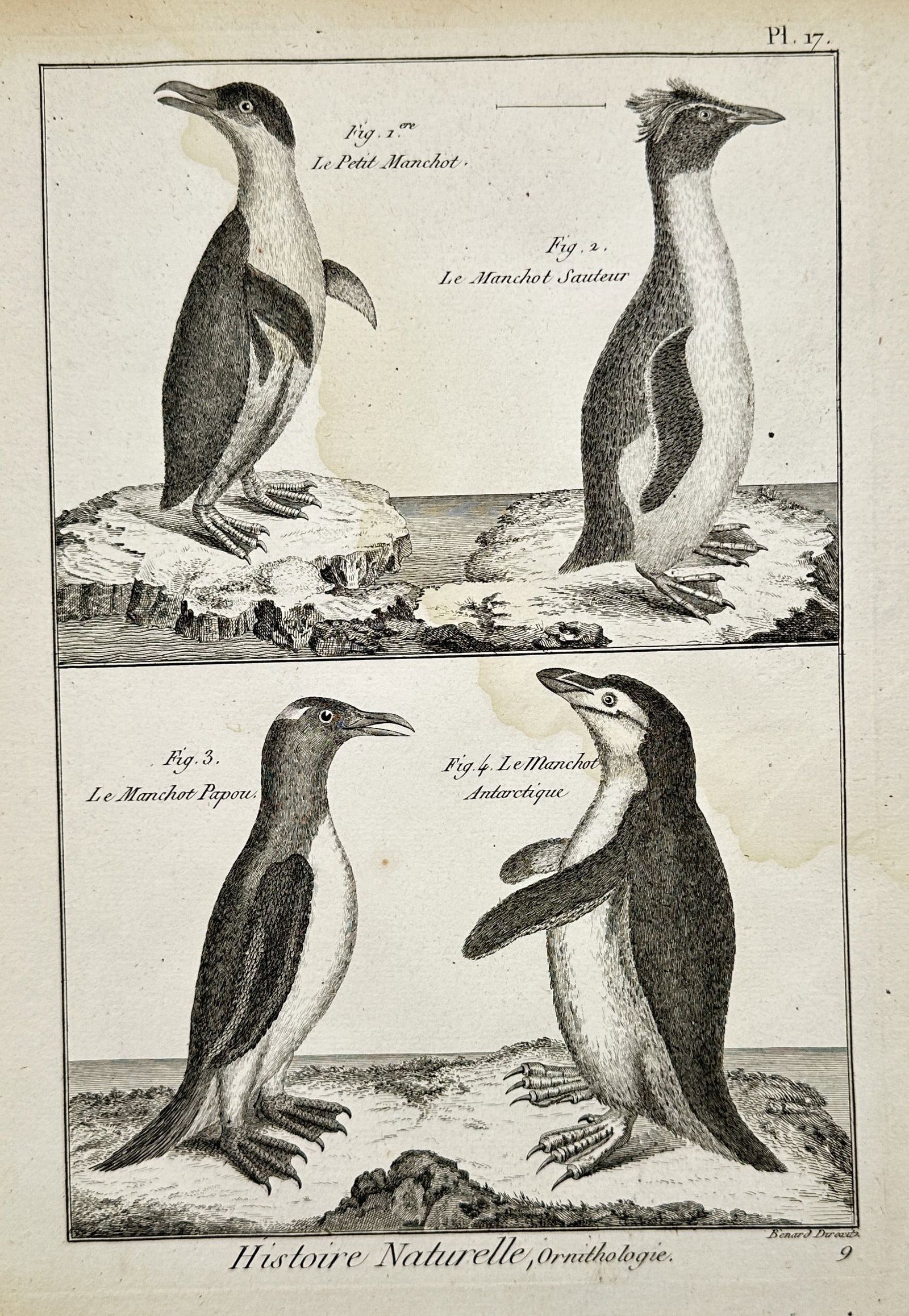 Robert Benard – Penguins – Ornithology – Engraving (18th Century): Histoire Naturelle, Ornithologie presents a detailed historical ornithological study capturing four varieties of penguins standing on rocky ground and ice patches across a divided compositional layout
