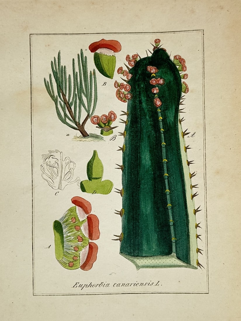 Max Schulze – Canary Island Spurge – Hand colored Lithograph (19th Century): "Euphorbia Canariensis" presents a nineteenth-century botanical study capturing a large, multi-angled succulent stem bearing small red blossoms along its spiny ridges. The broad composition focuses on