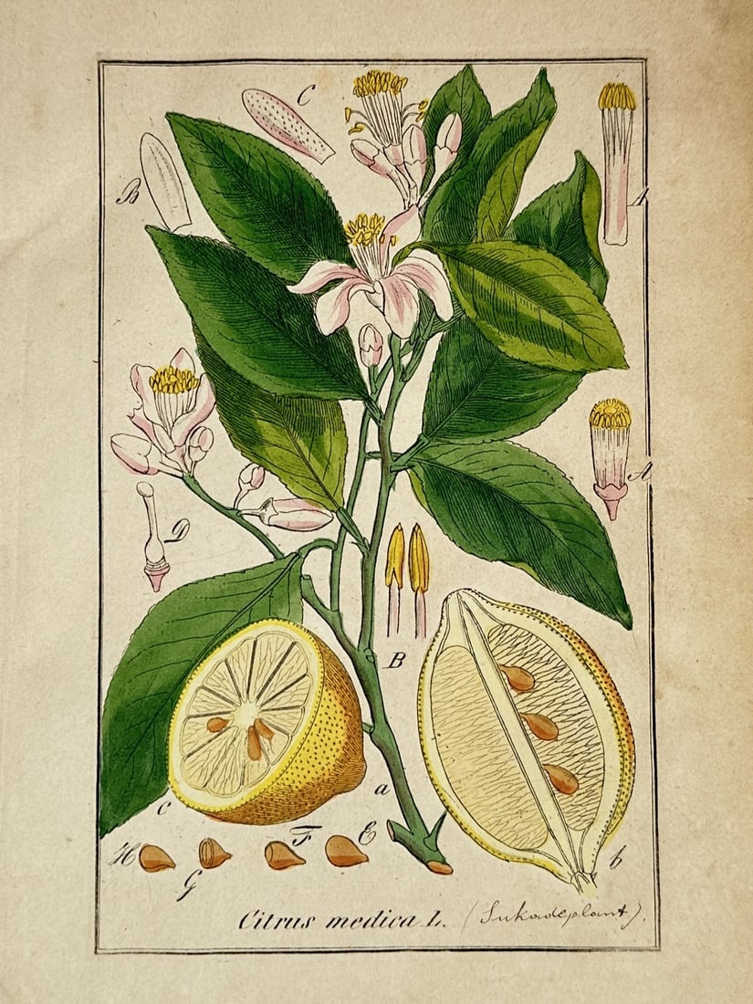Max Schulze – Citron – Hand colored Lithograph (19th Century): "Citrus Medica" presents a nineteenth-century botanical study capturing a flowering branch of a citron plant adorned with deep green leaves and pale pink-white blossoms. The broad composition outlines