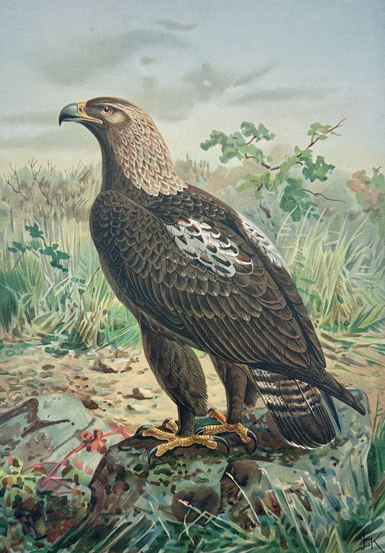 Johann Friedrich Naumann – Eastern Imperial Eagle – Lithograph (19th Century) (1 of 3)