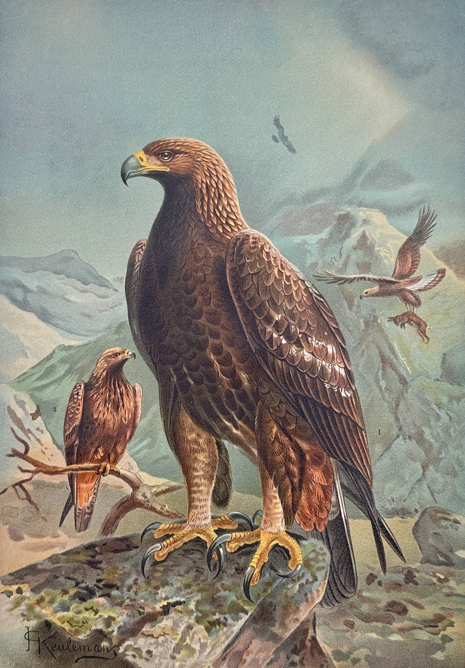 Johann Friedrich Naumann – Golden Eagle – Lithograph (19th Century) (1 of 3)