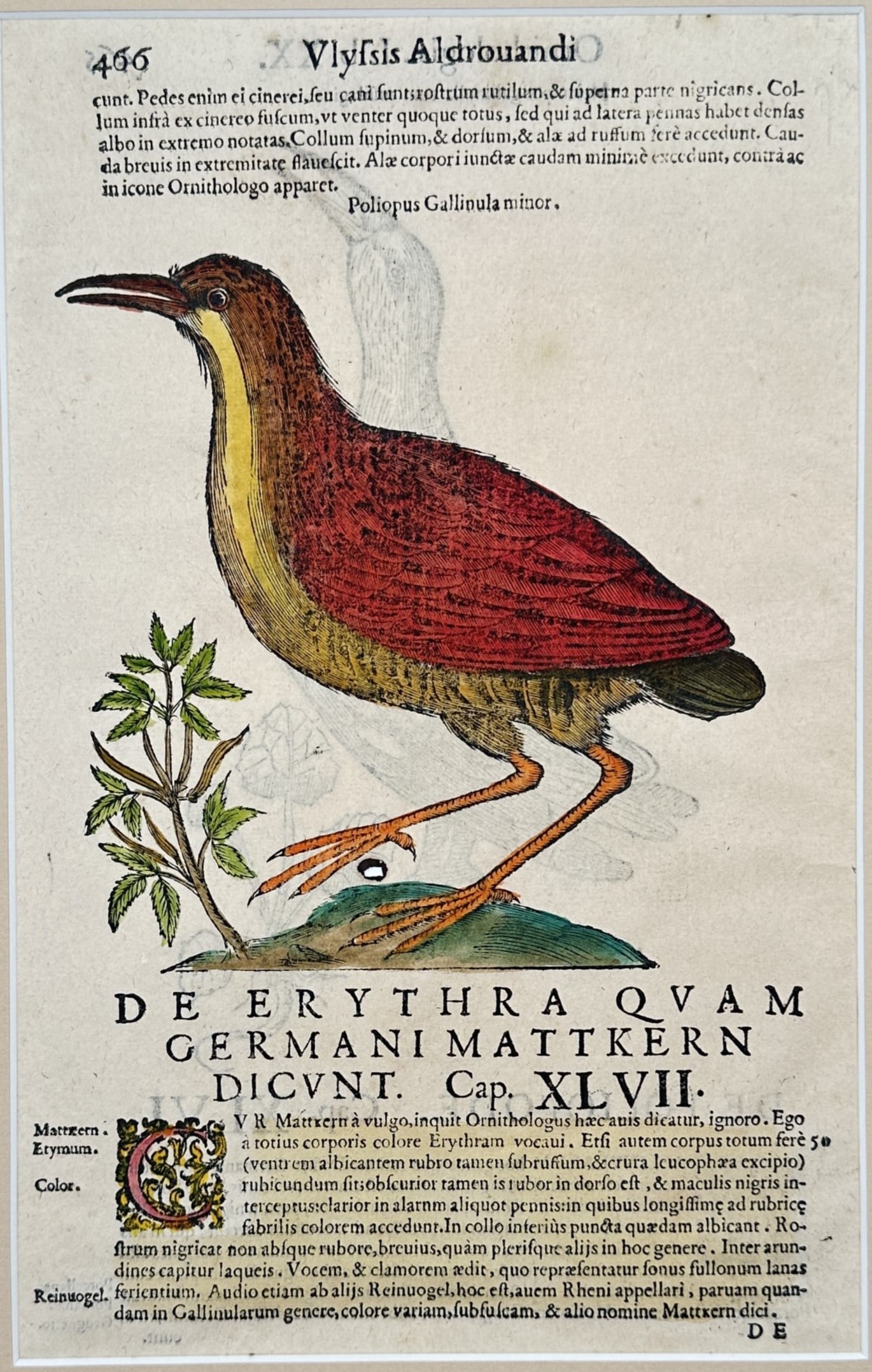 Cornelius Swint – Bird Study – Woodcut (17th Century): "De Erythra Quam Germani Mattkern Dicunt" This natural history study features a hand-colored representation of a wild bird standing upon a small plot of earth next to a leafy botanical sprig. The comp